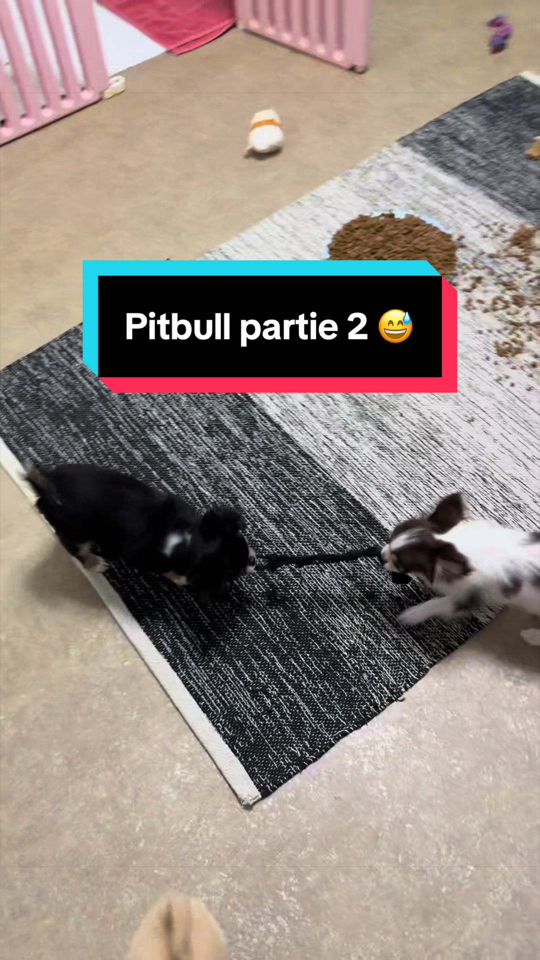 @óla_chihuahua