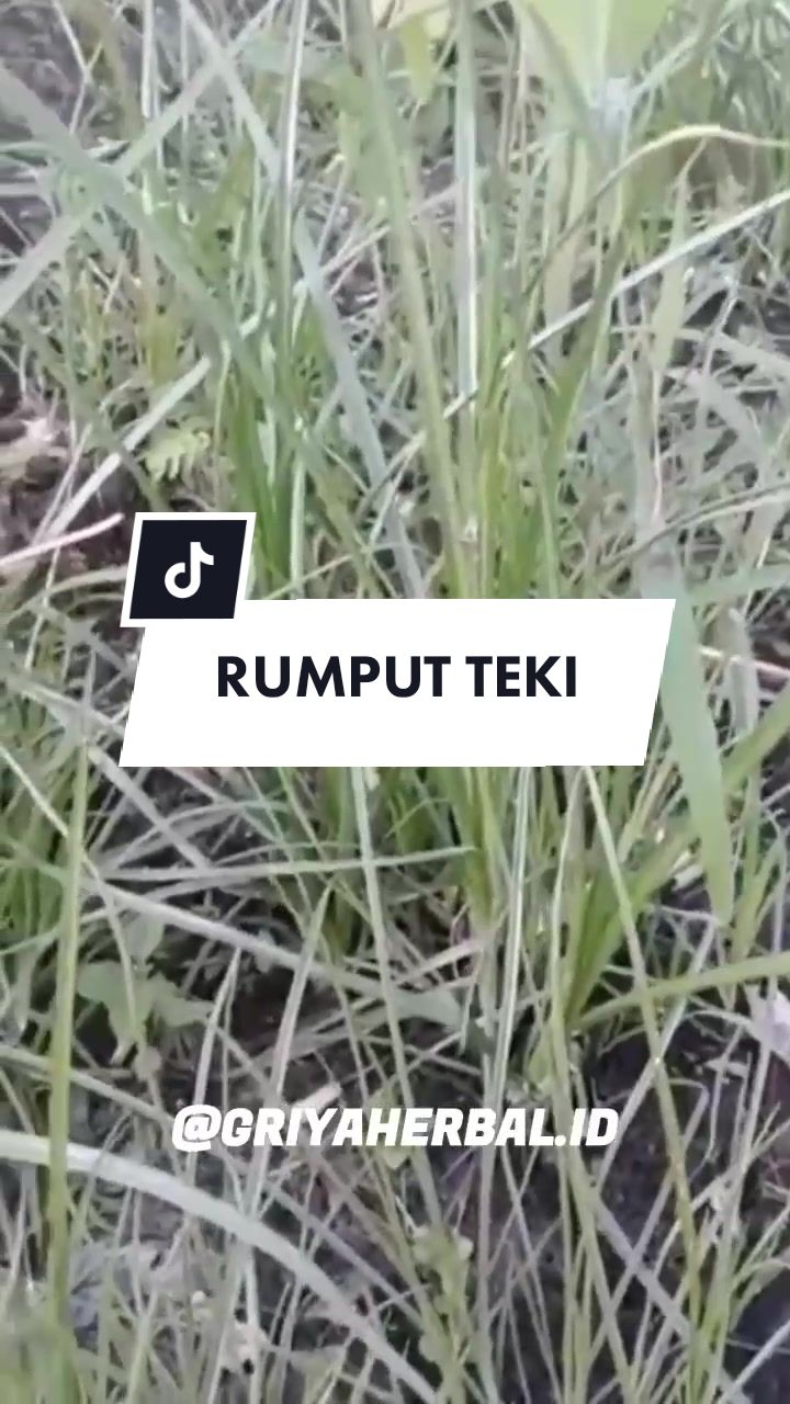 @🌱 𝙳𝚊𝚙𝚞𝚛 𝙷𝚎𝚛𝚋𝚊𝚕 🌿