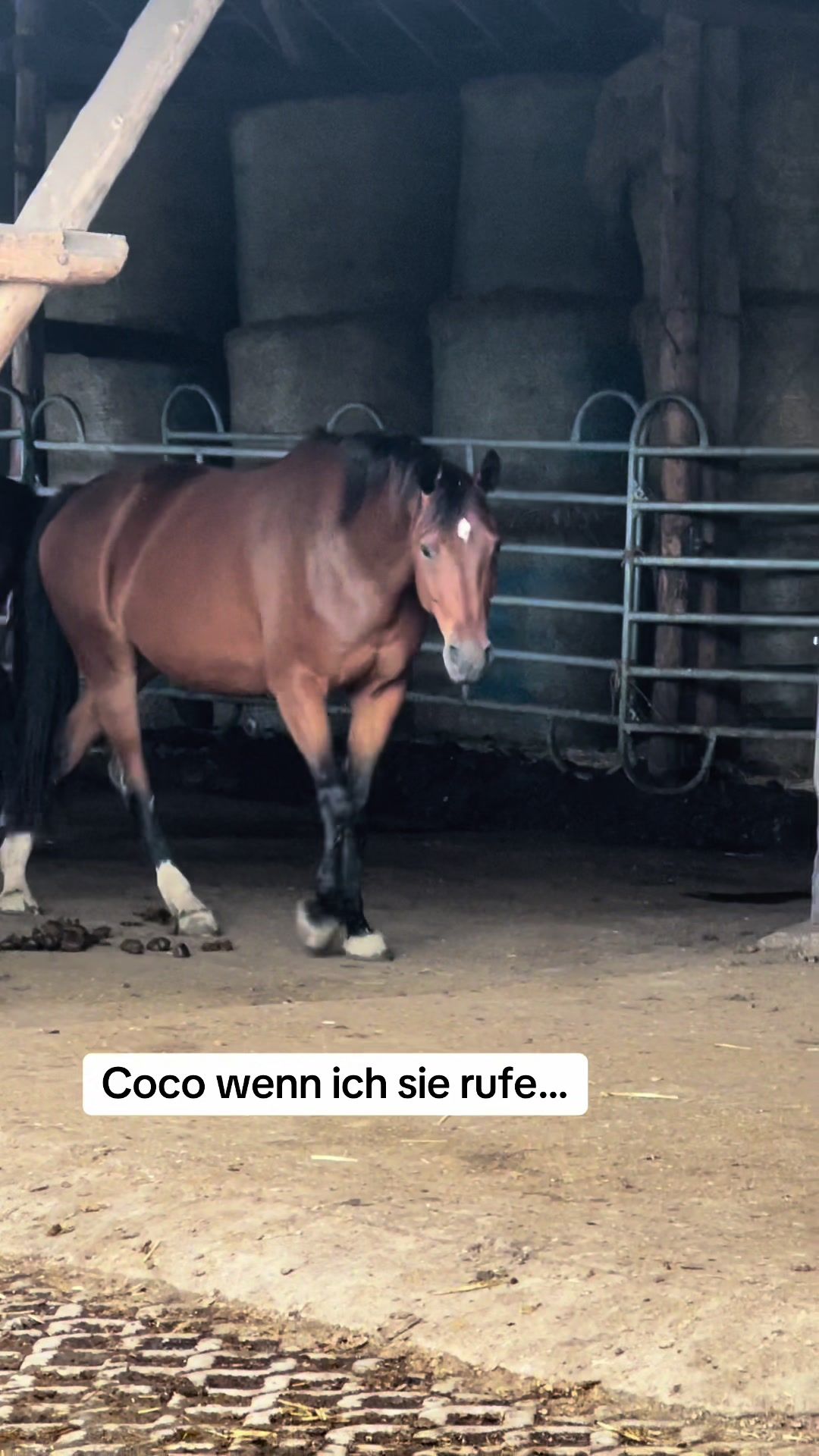 @reiten_ist_kunst