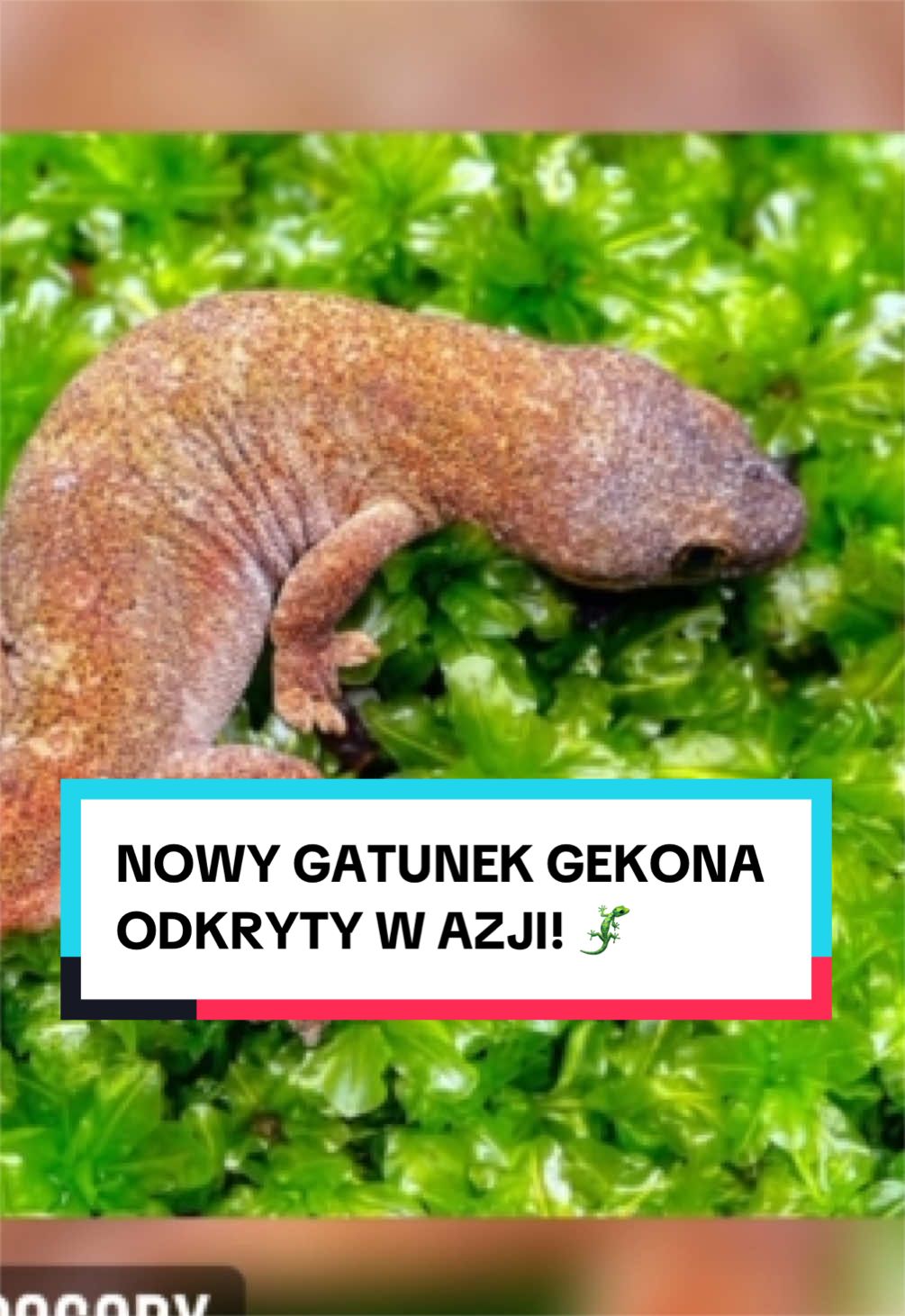 @pandawojtekyt