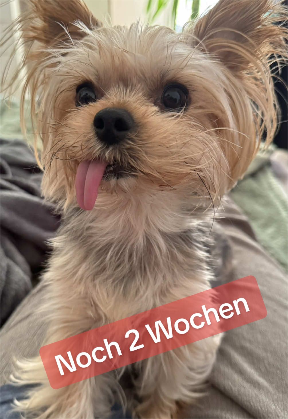 @MeineYorkieVibes