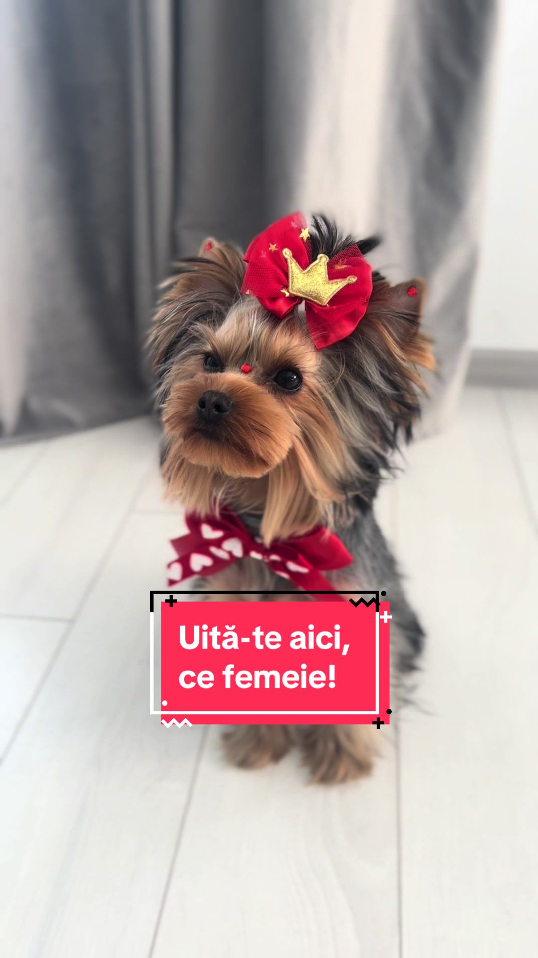 @Chicago & Tokyo | The Yorkies