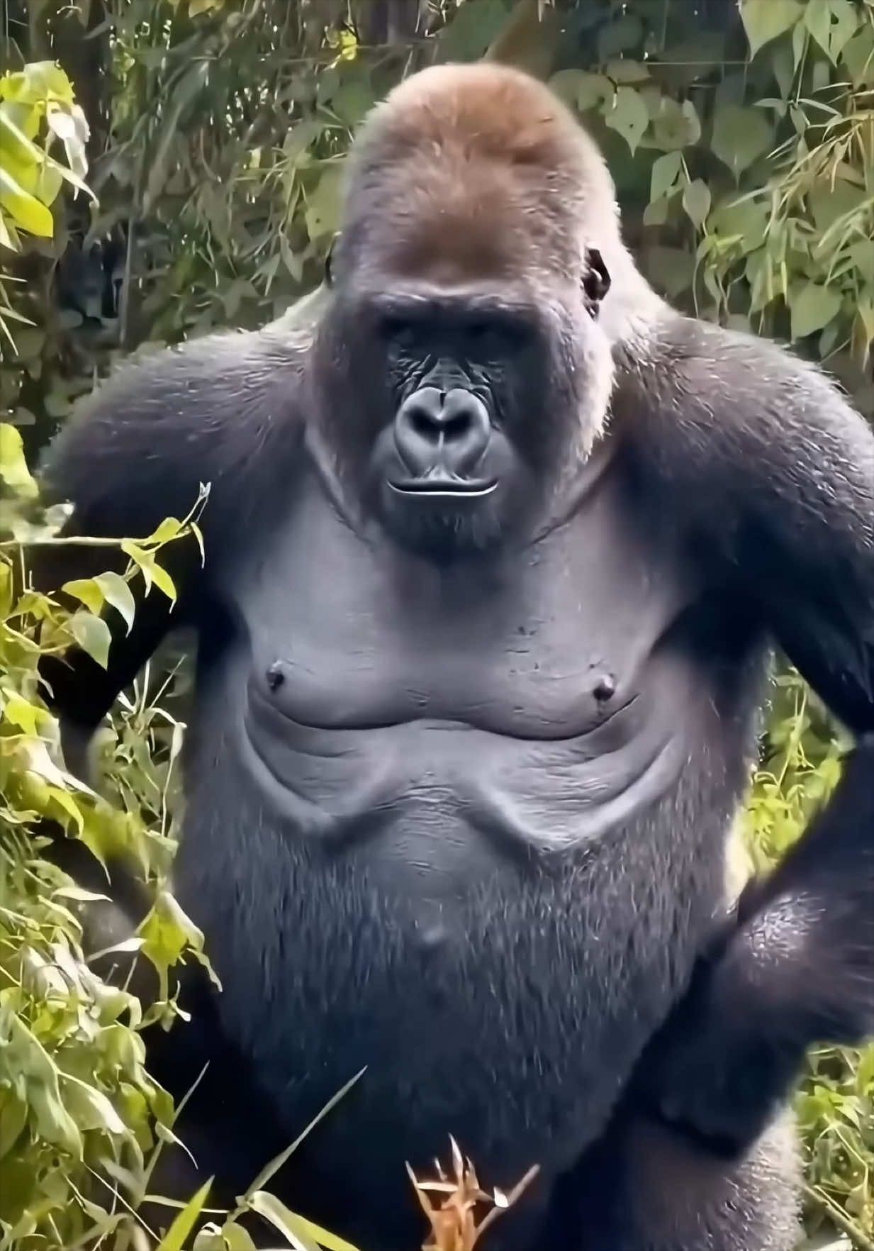 @vovasik