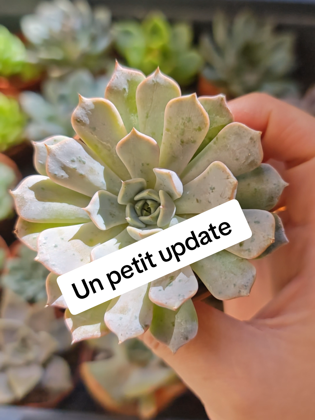 @il était Une Succulente