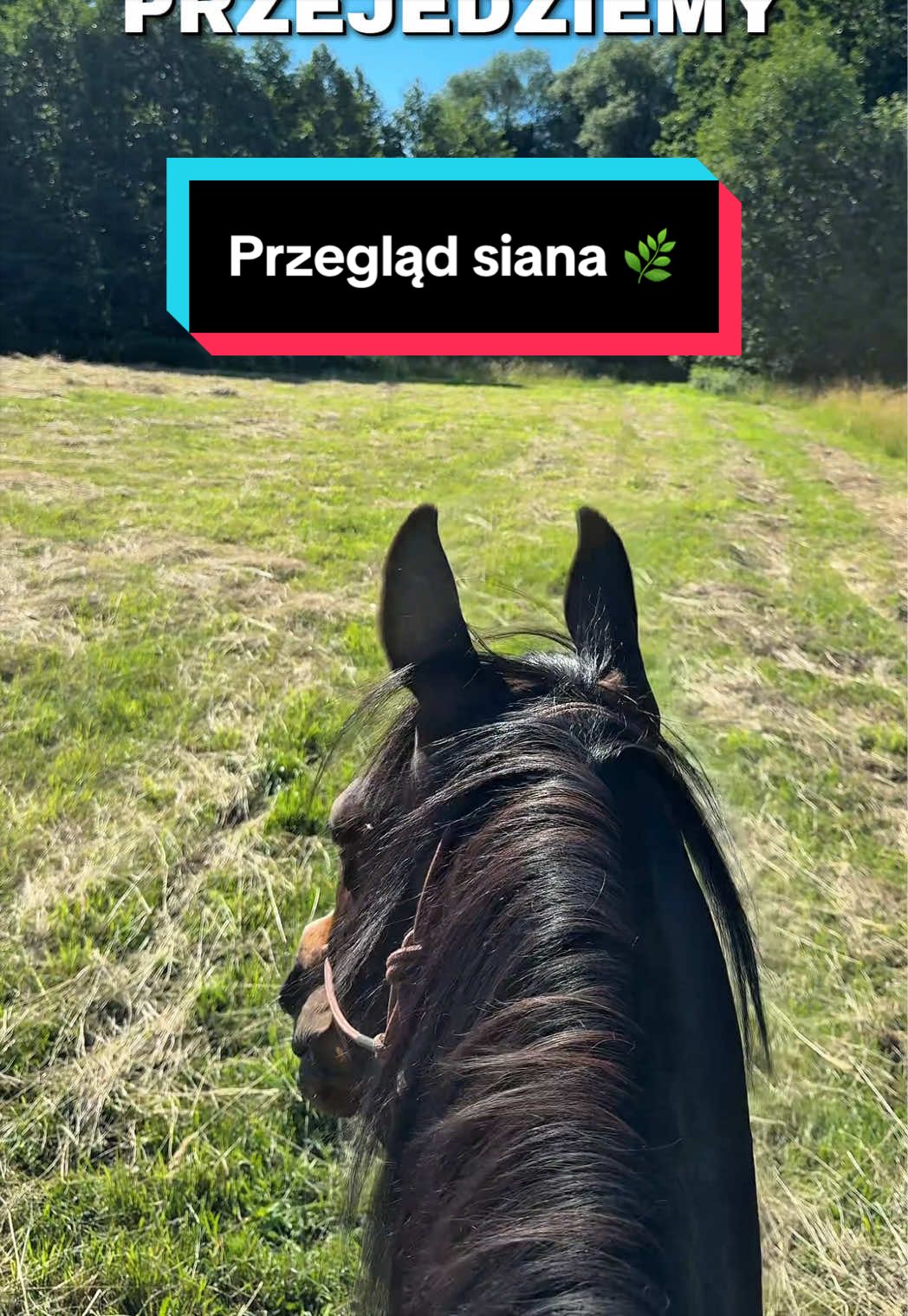 @Stado_Belli