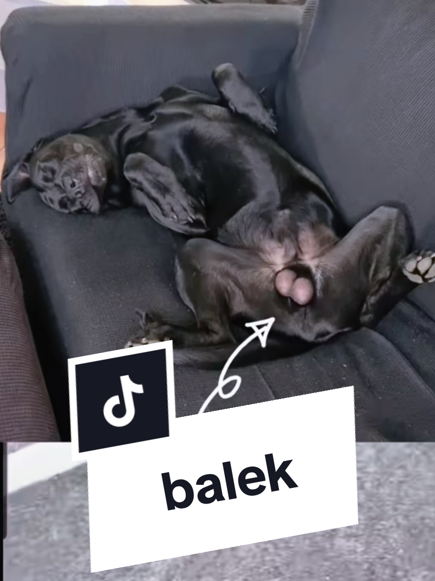 @Battman Batou