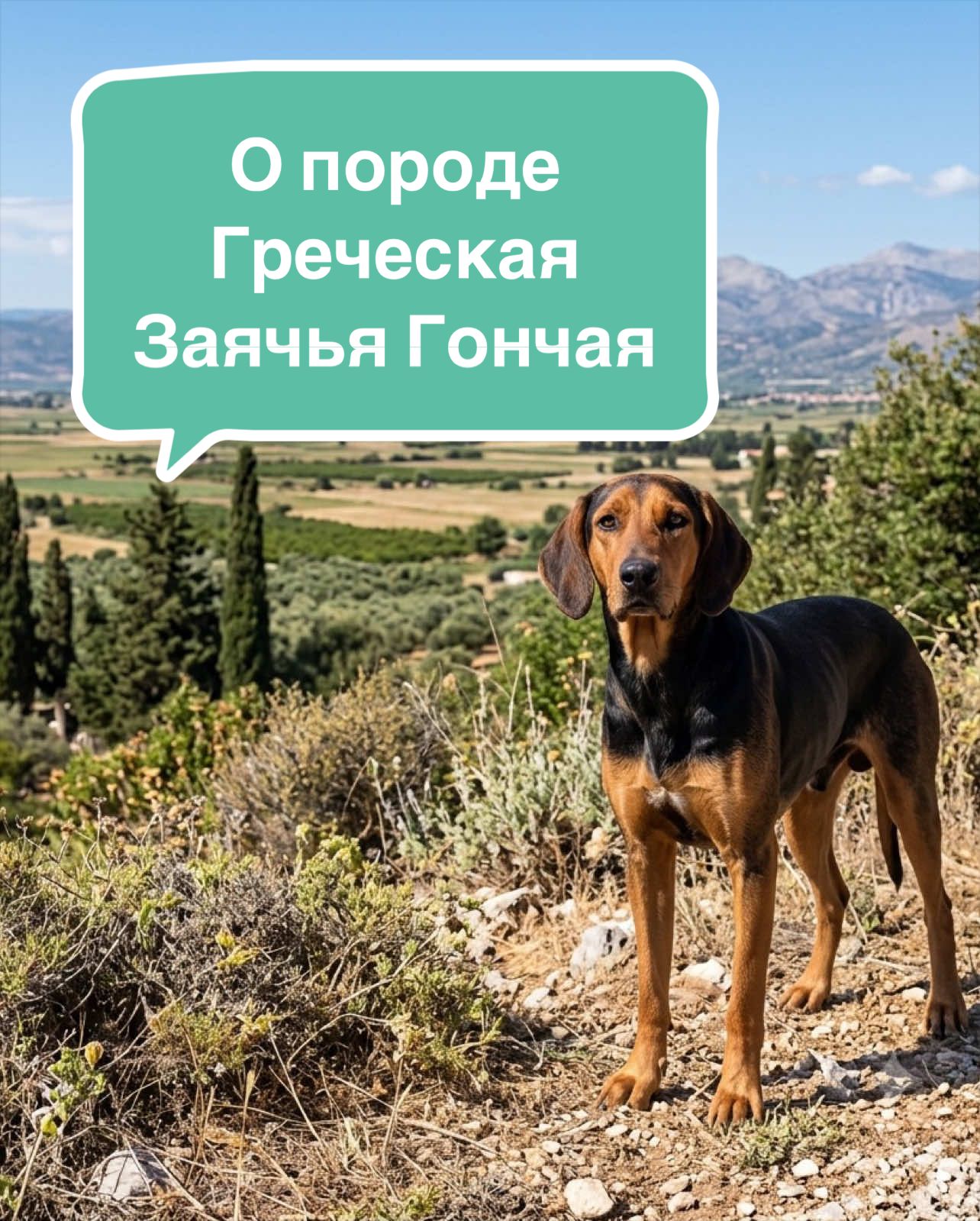 @Анастасия Ткачук | Кинолог