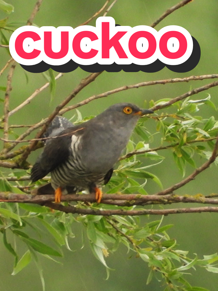 @gerard wildlife tok