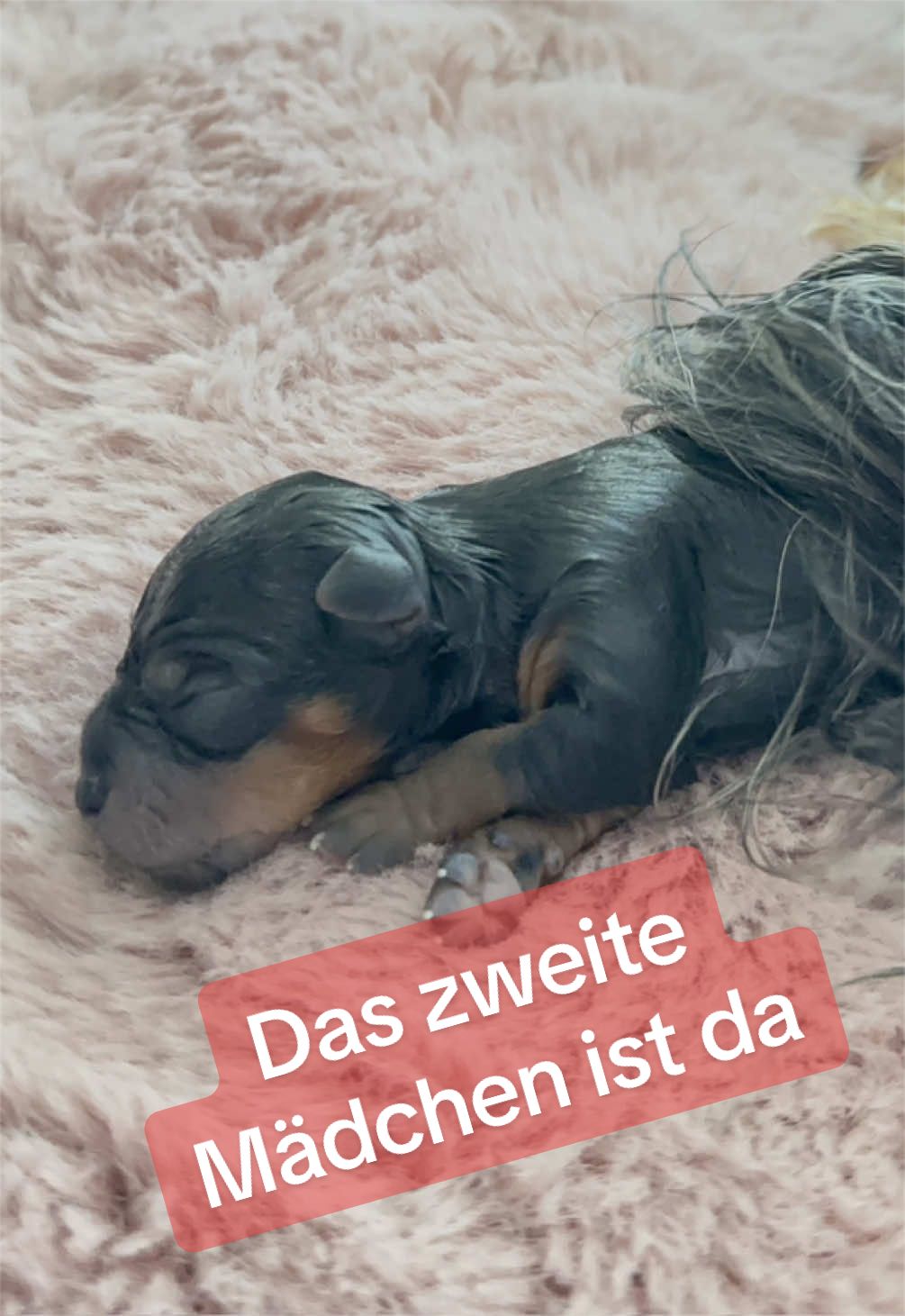 @MeineYorkieVibes