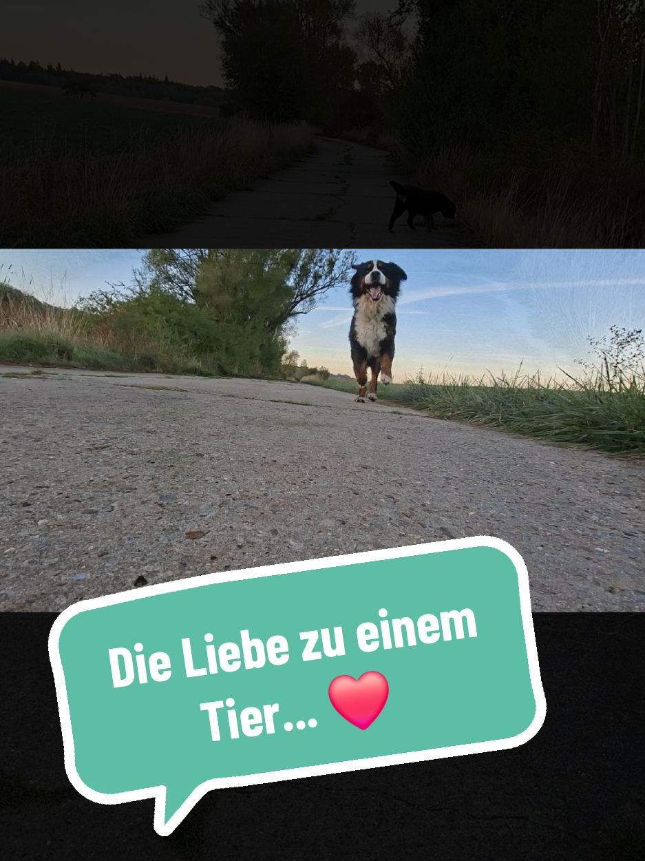 @BeagleTrifftBerner