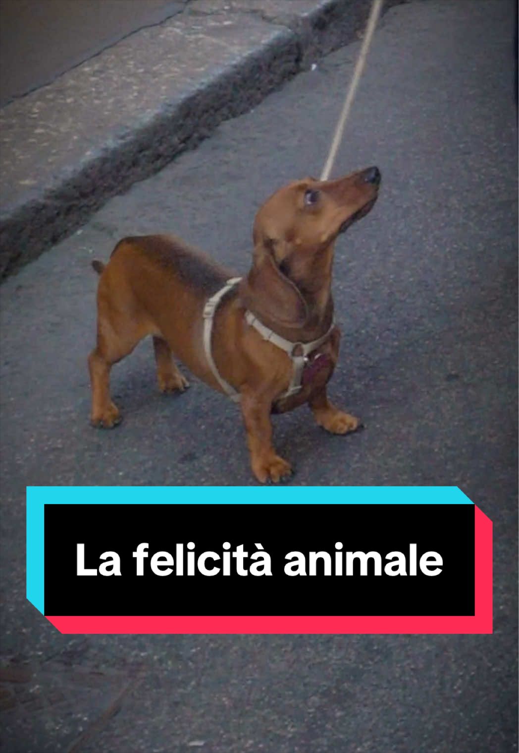 @IlSensoDelleCose