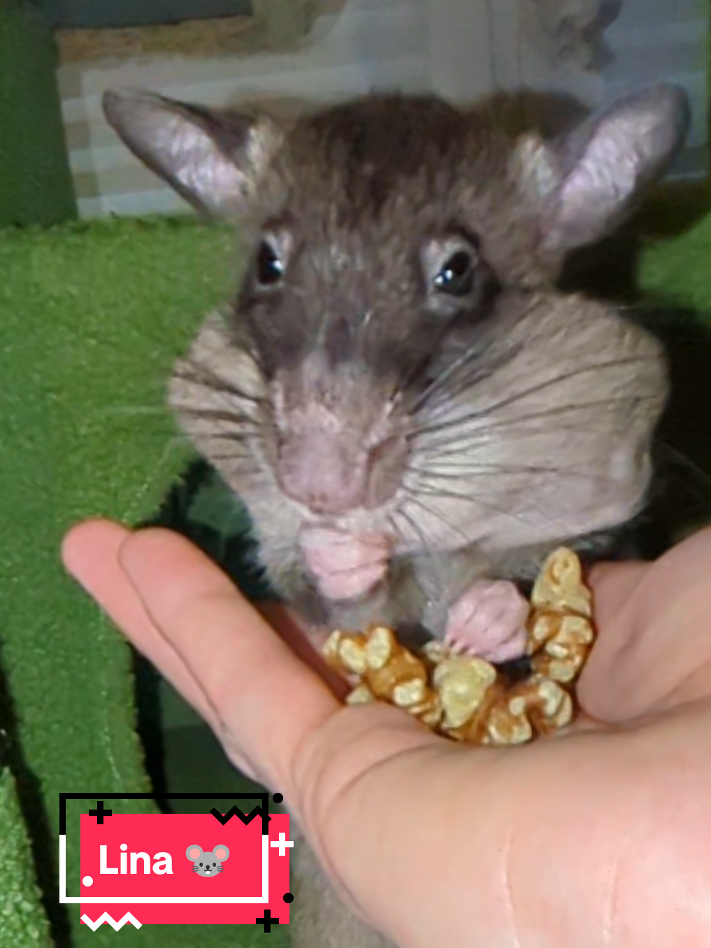 @Ratocalypse 🐀🤣🧀💥