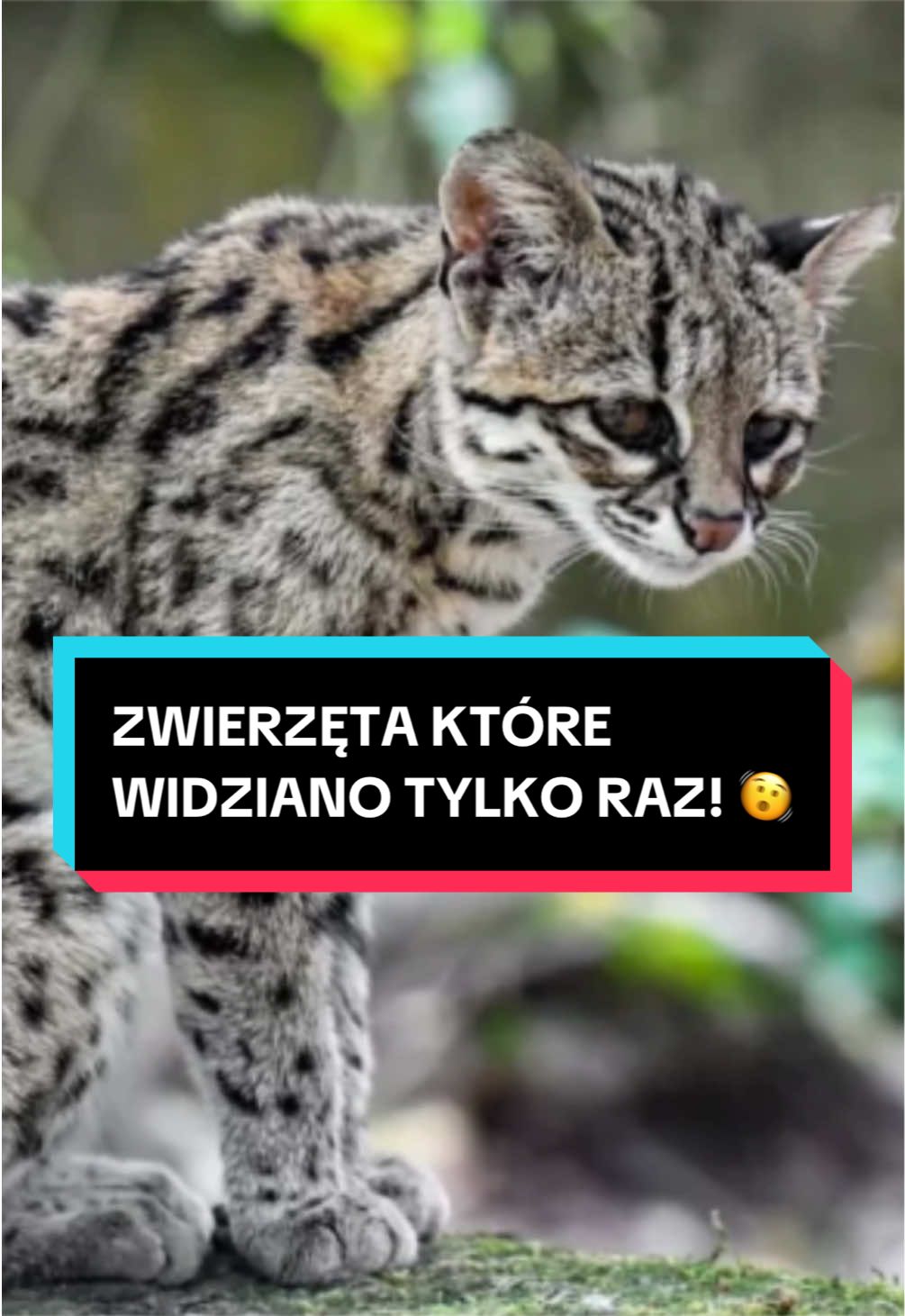 @pandawojtekyt