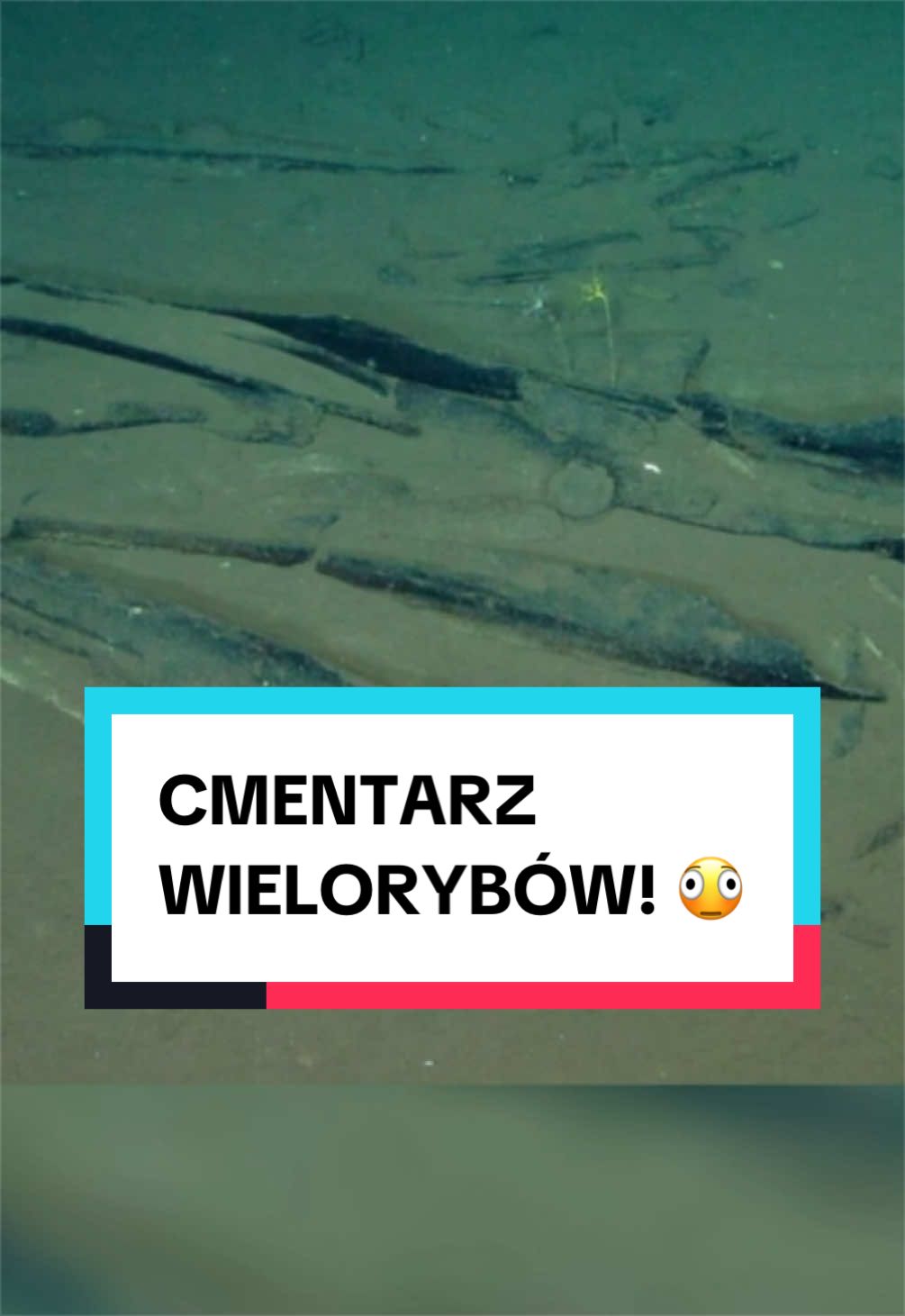 @pandawojtekyt