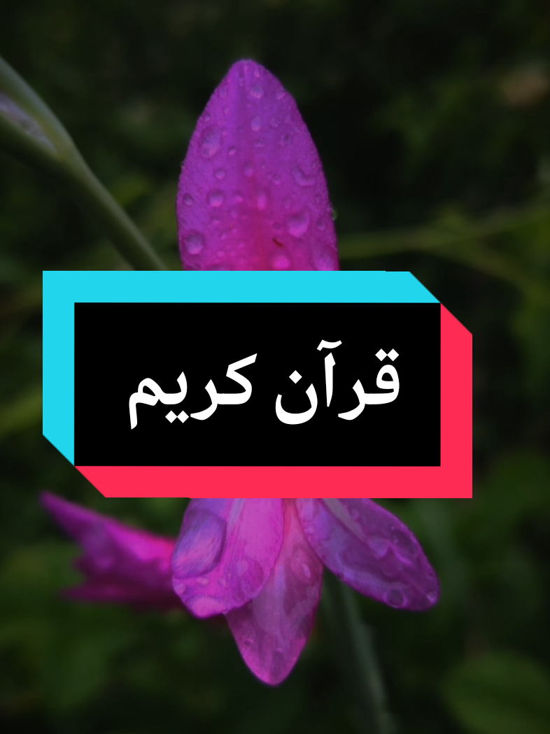 @Idoghlaf Mohamed