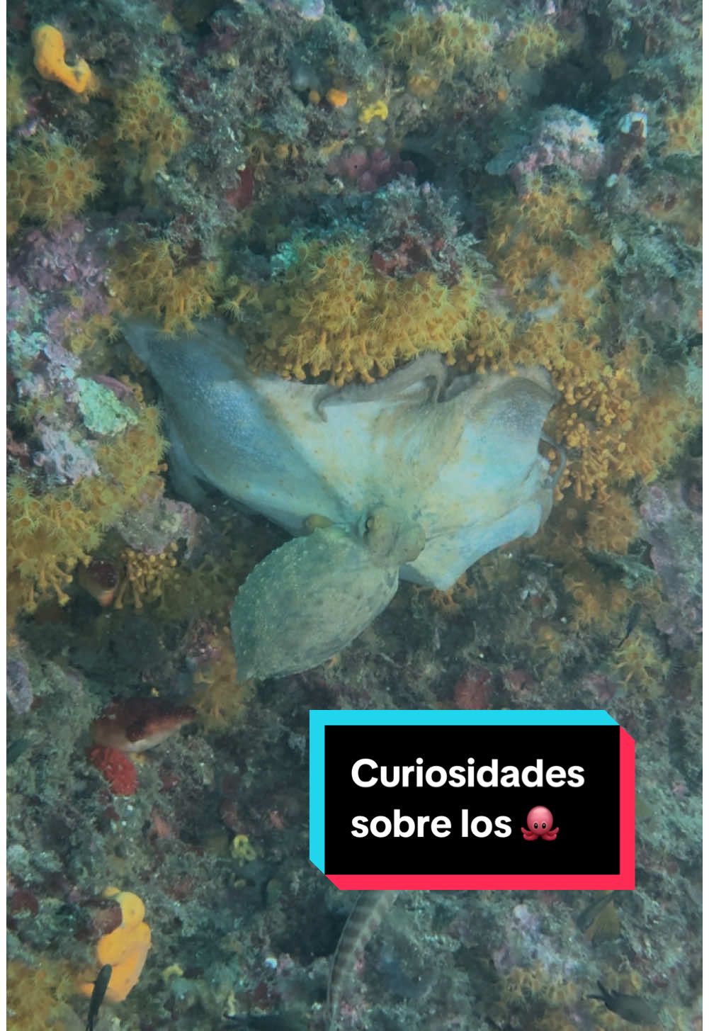 @Pasaporte y Aletas