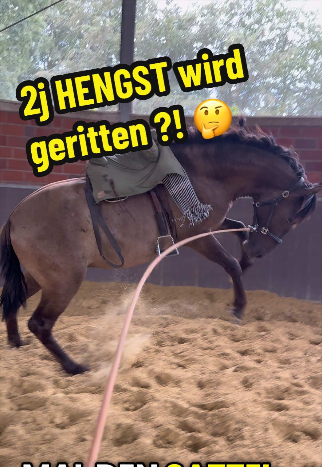 @Deckhengst_EstudiosoDeViñuela