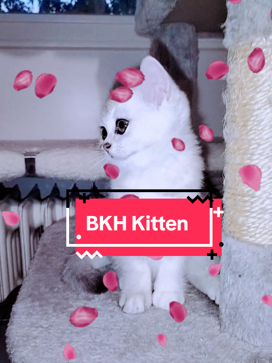 @BKH-KITTEN