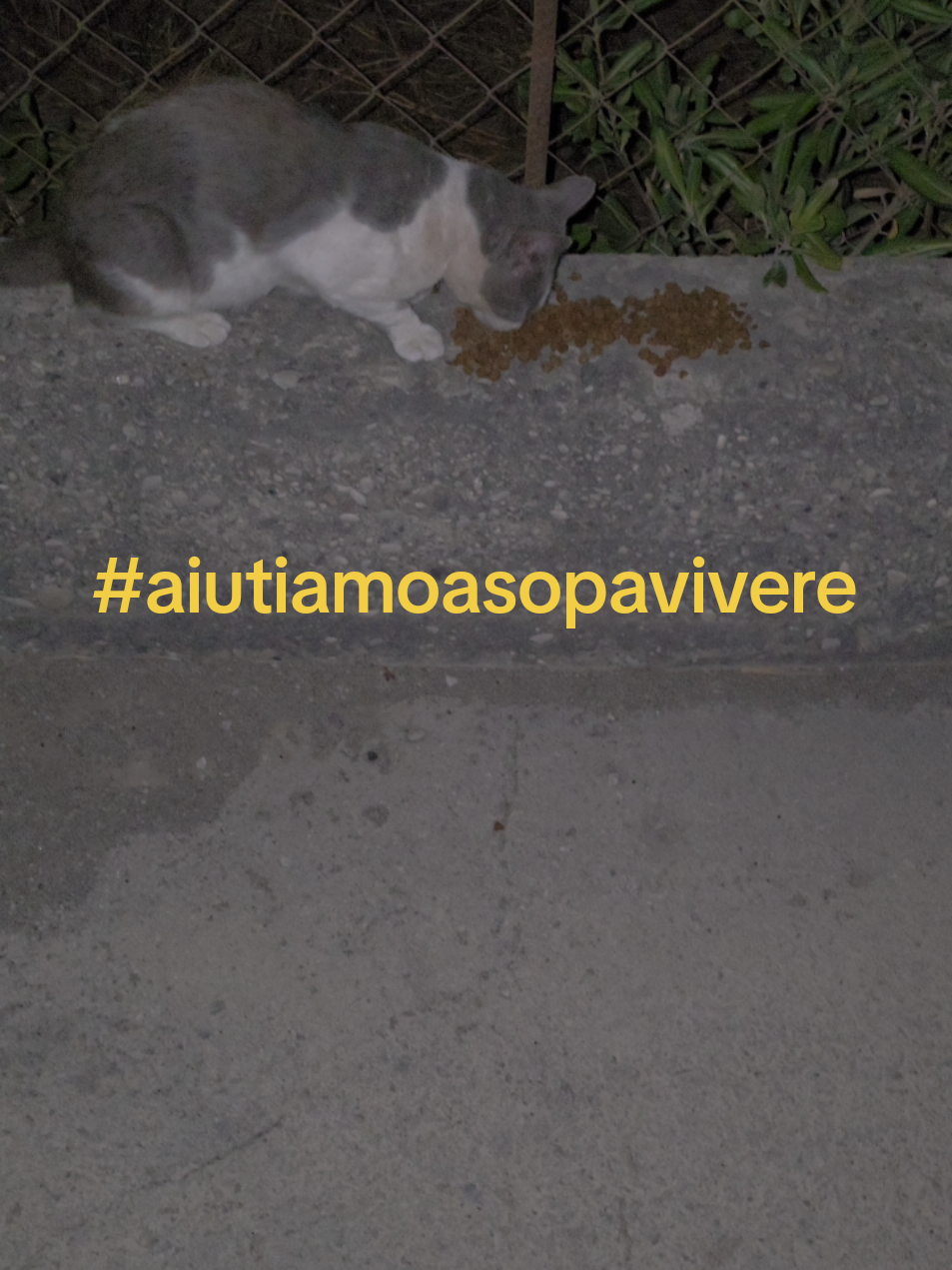 @ToninoDiscovolante