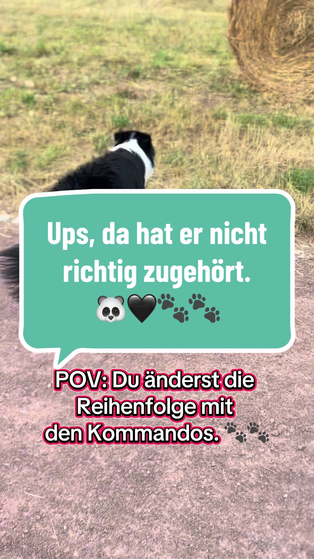 @elas.pet.diary