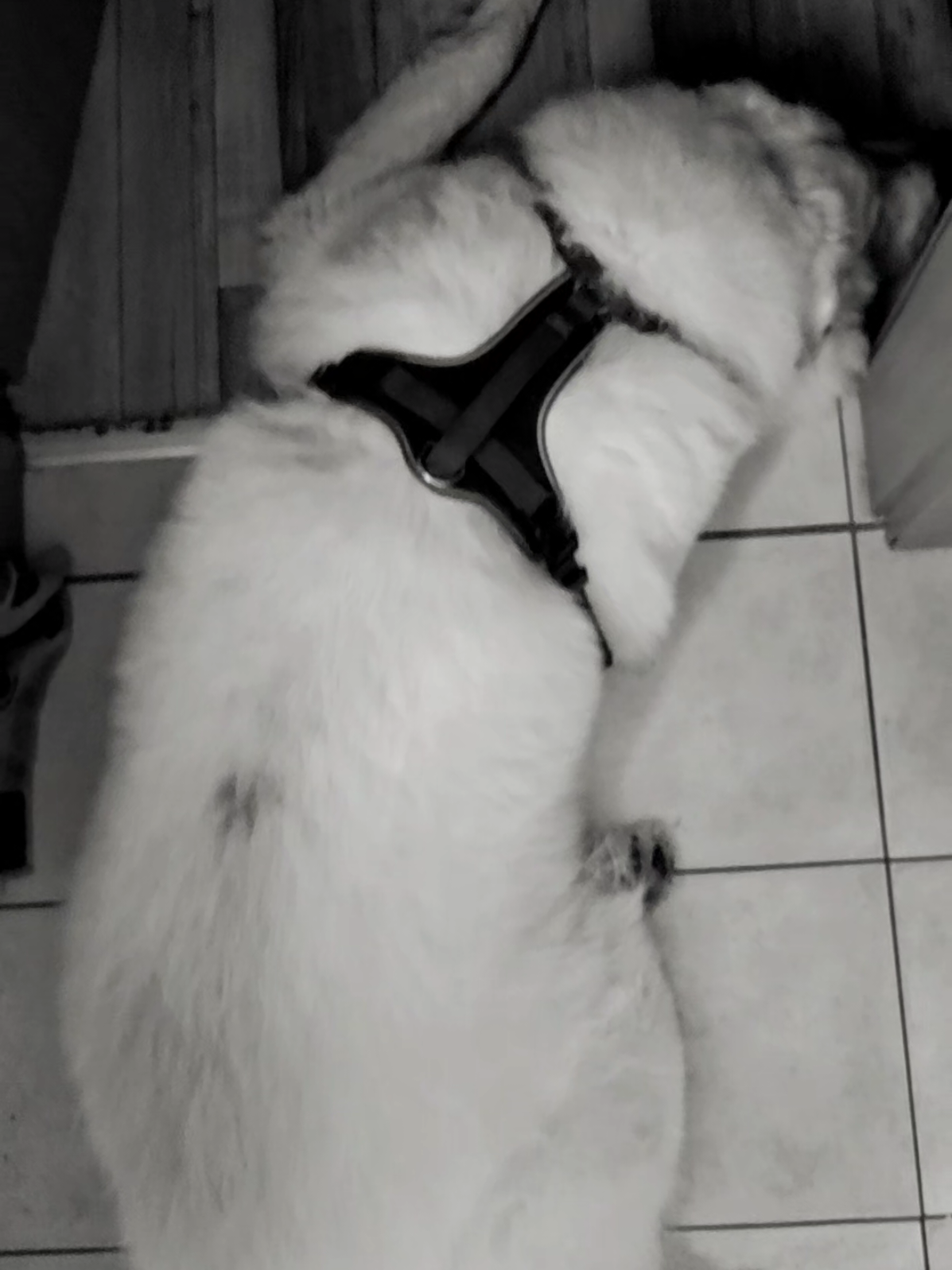 @Cooper😍and😍 I 🐕🏃♂️🫶🏻
