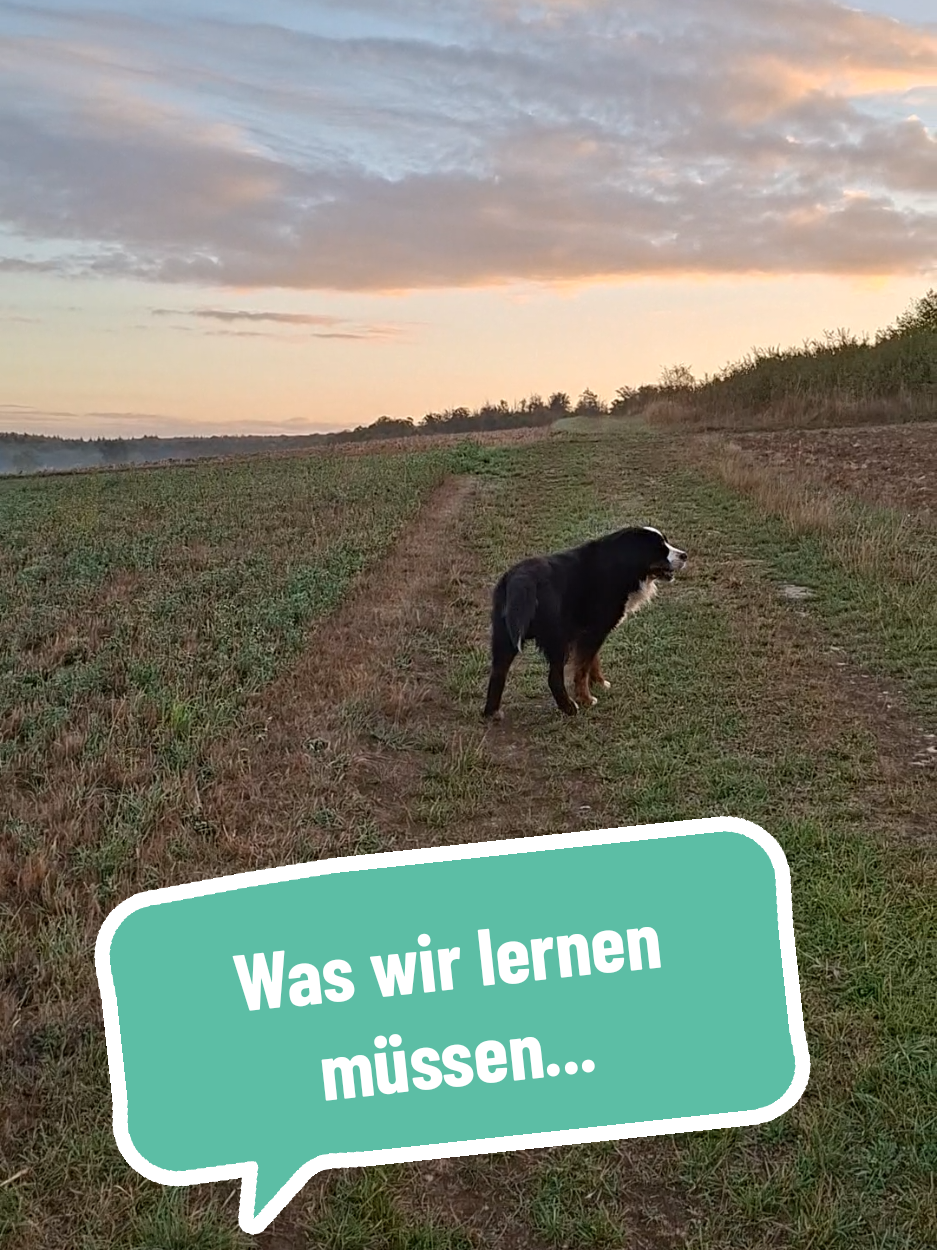 @BeagleTrifftBerner