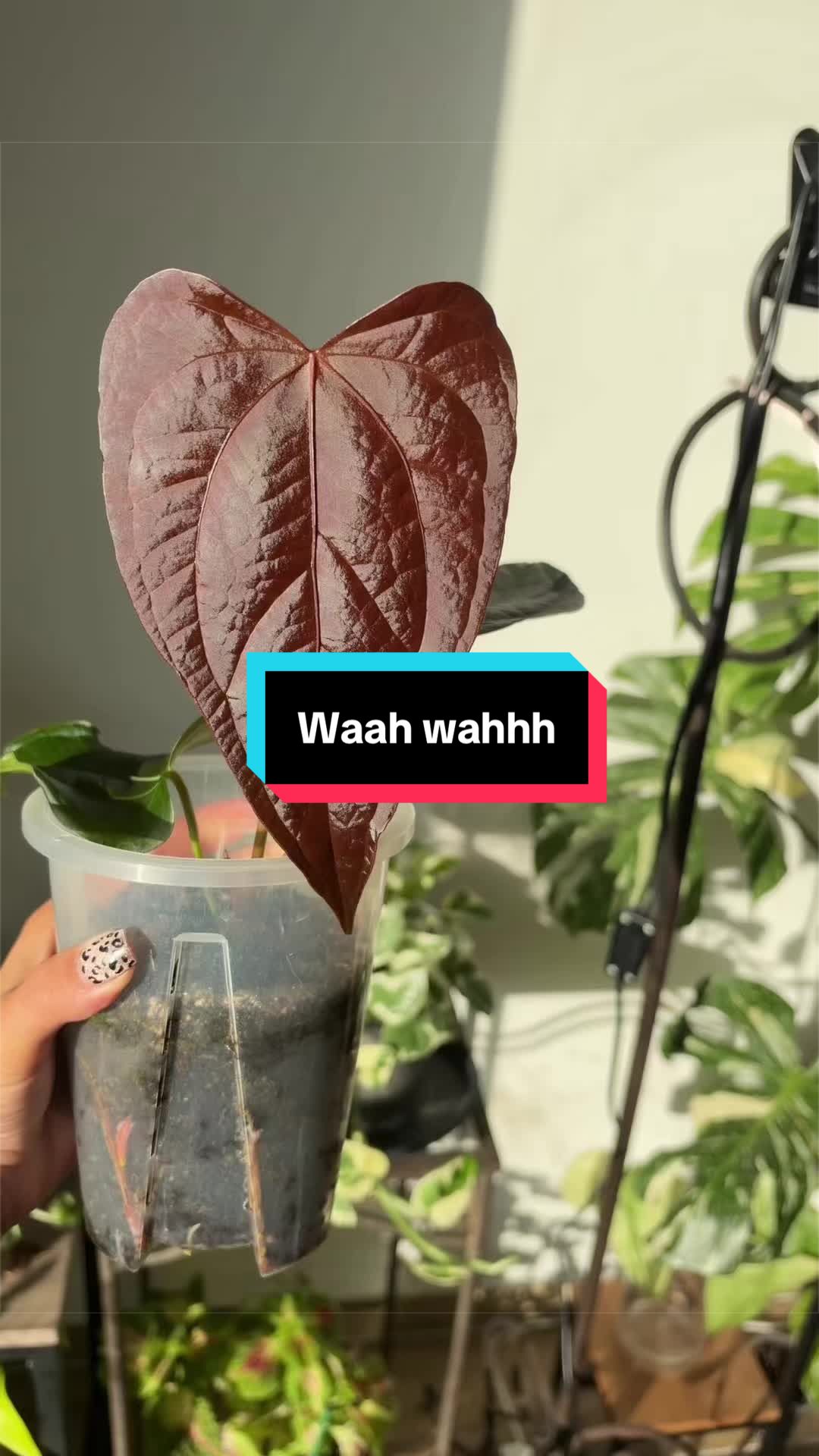 @Ana Rita Costa 🇵🇹
