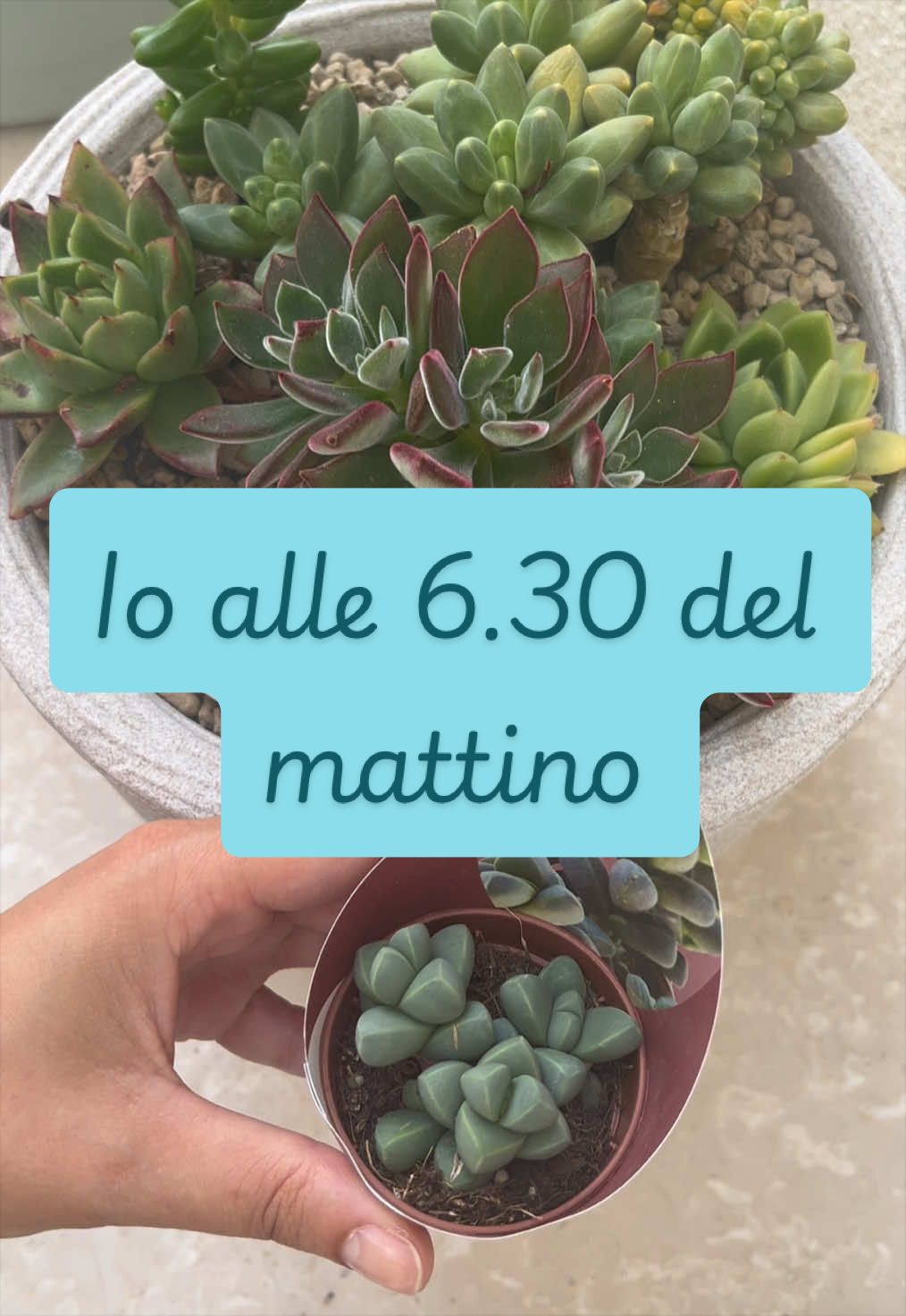 @piccole.spine.felici