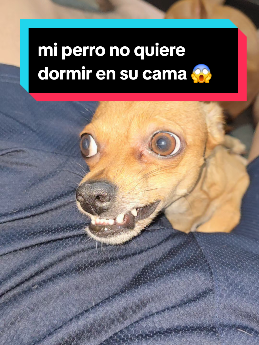 @coco el enoj&oacute;n 🐶 ❤️