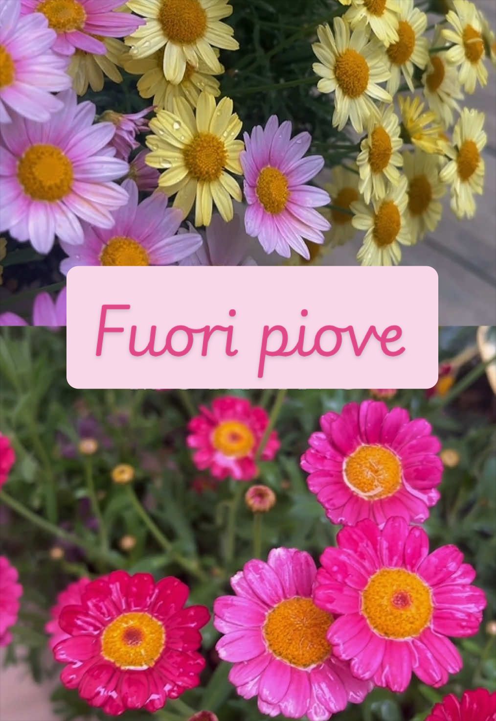 @piccole.spine.felici