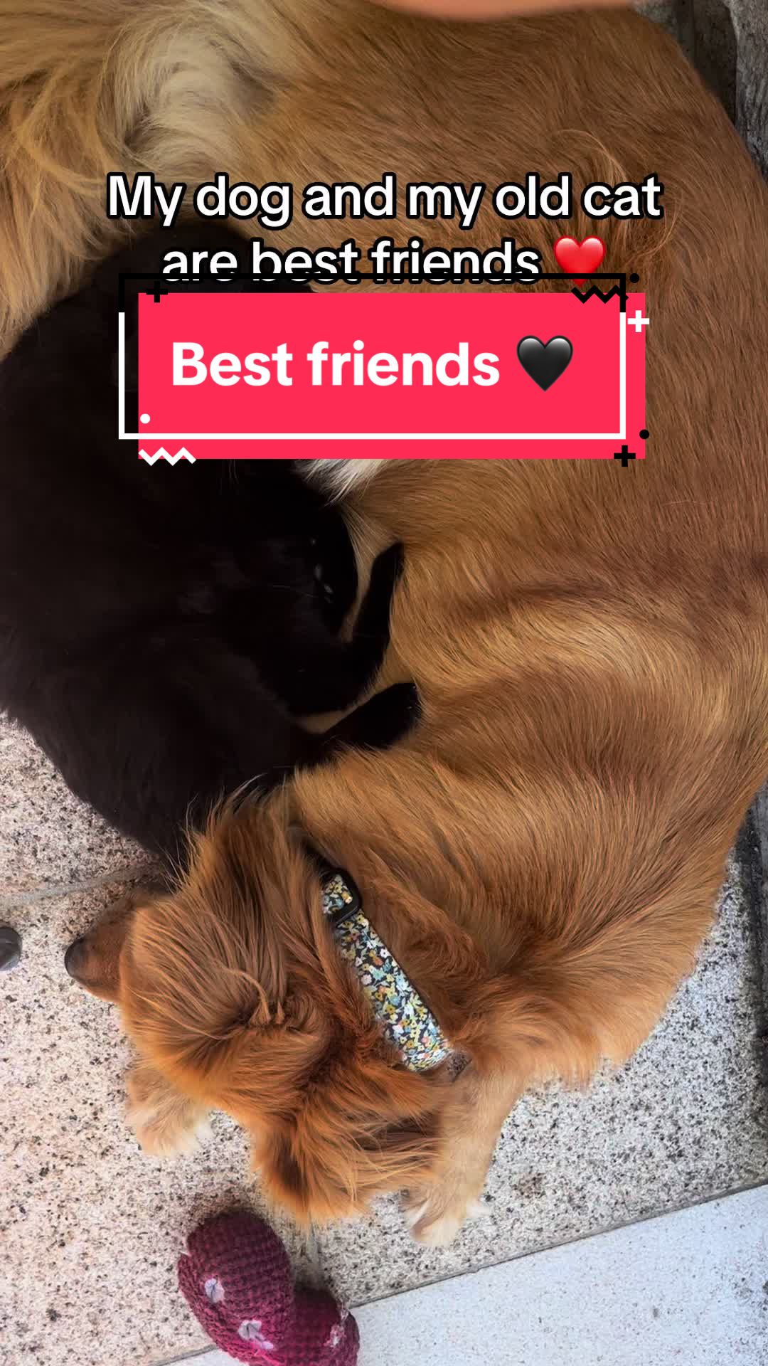 @Elisa & Sunny 🐶