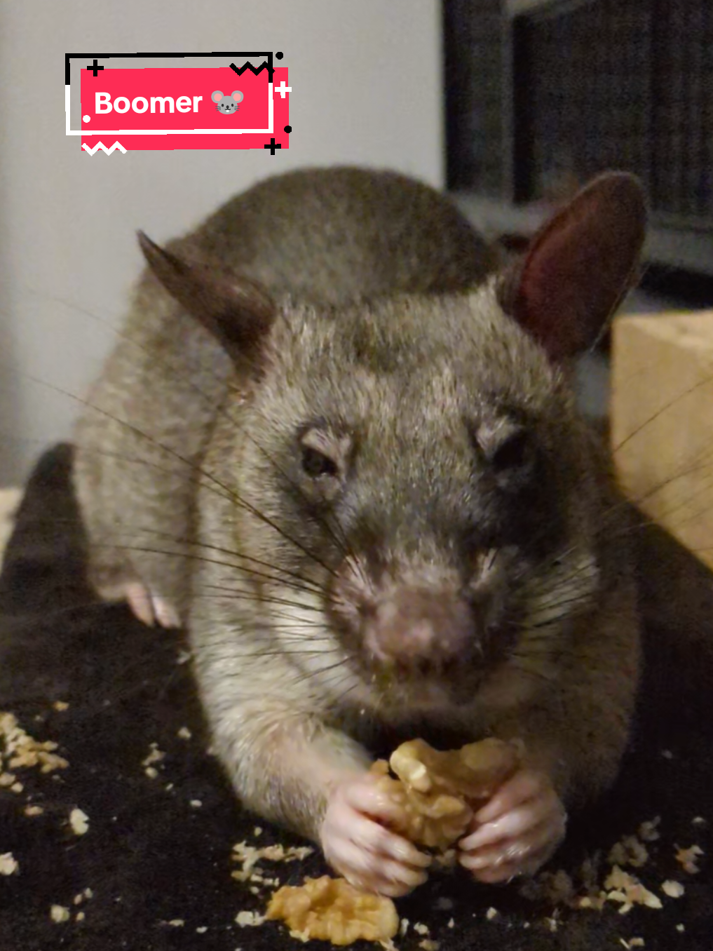 @Ratocalypse 🐀🤣🧀💥