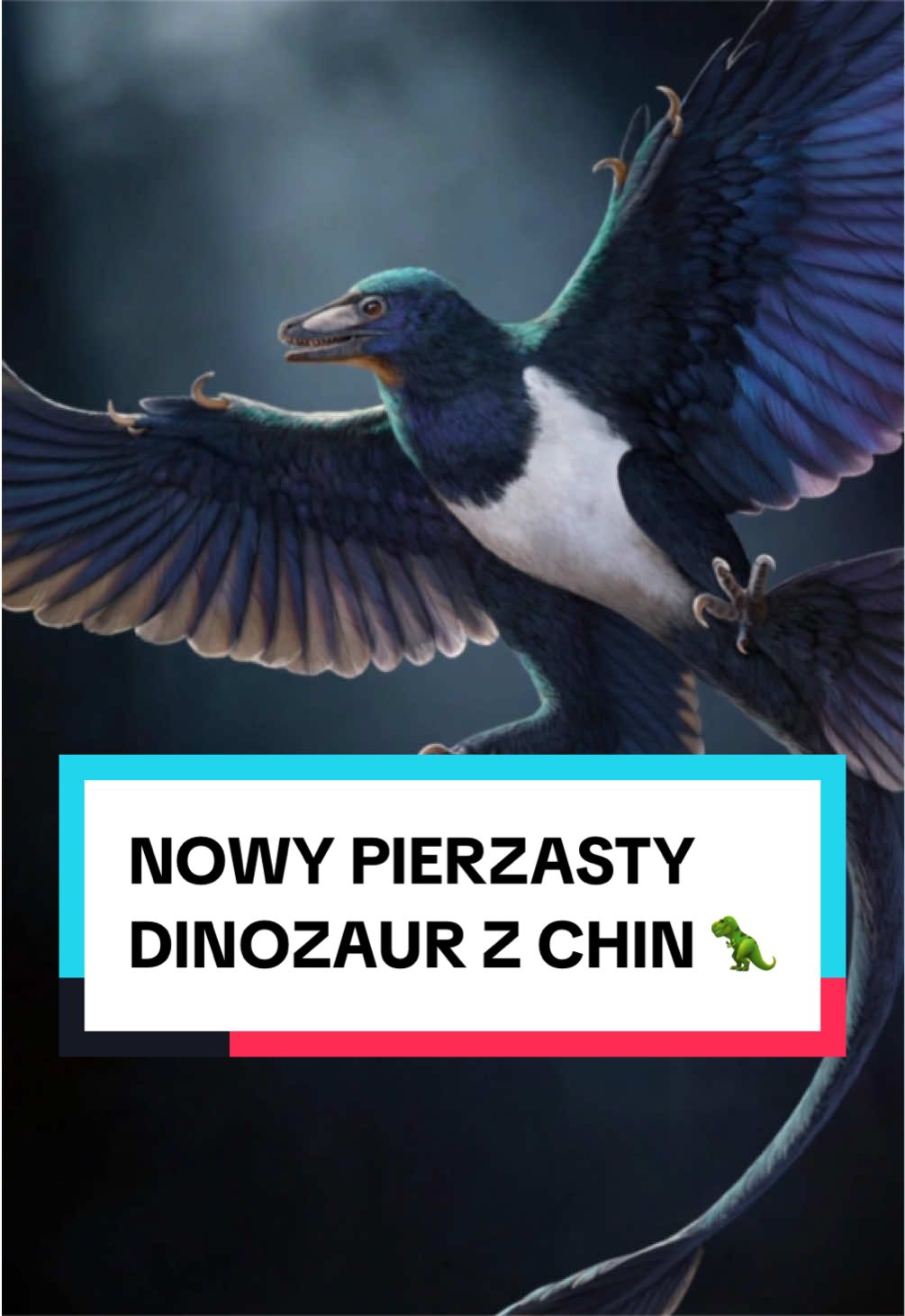 @pandawojtekyt