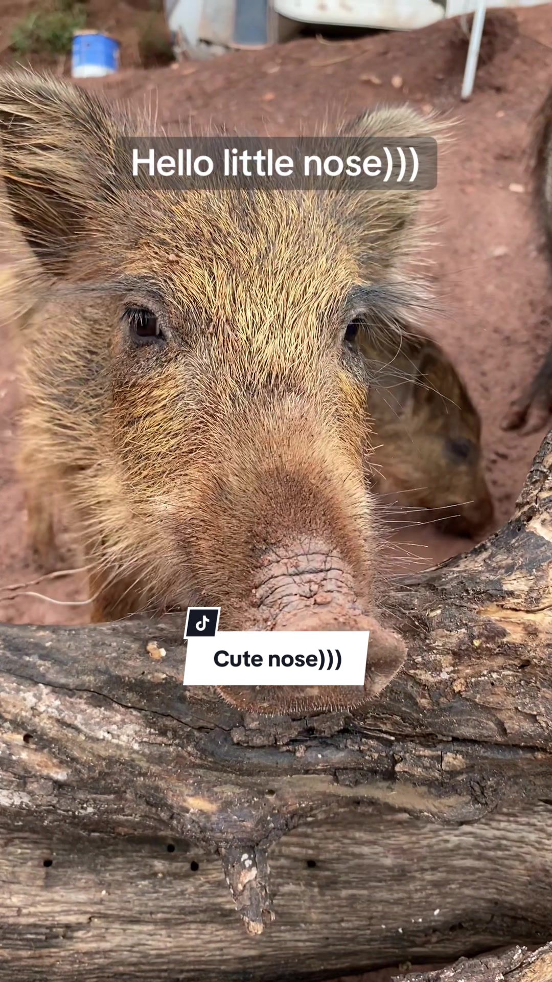 @Cute Boars