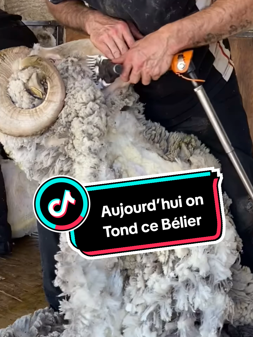 @TMFR 🇫🇷