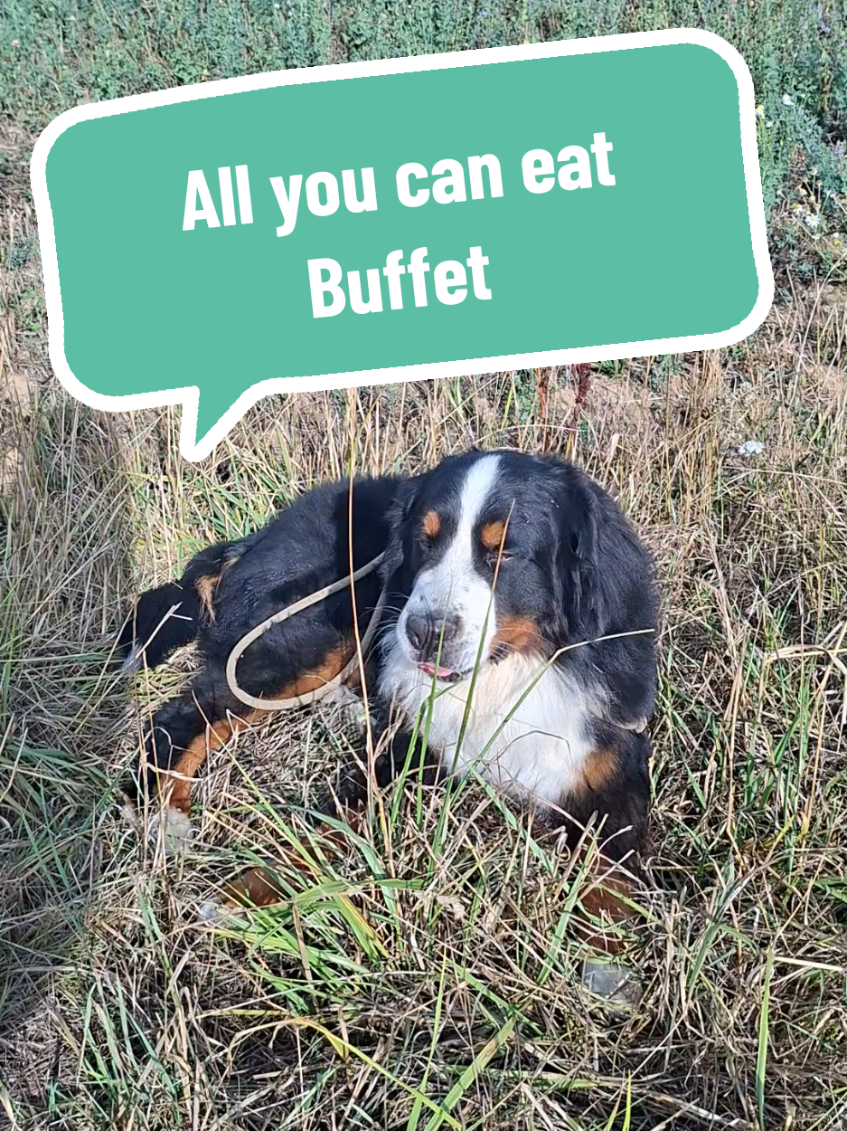 @BeagleTrifftBerner