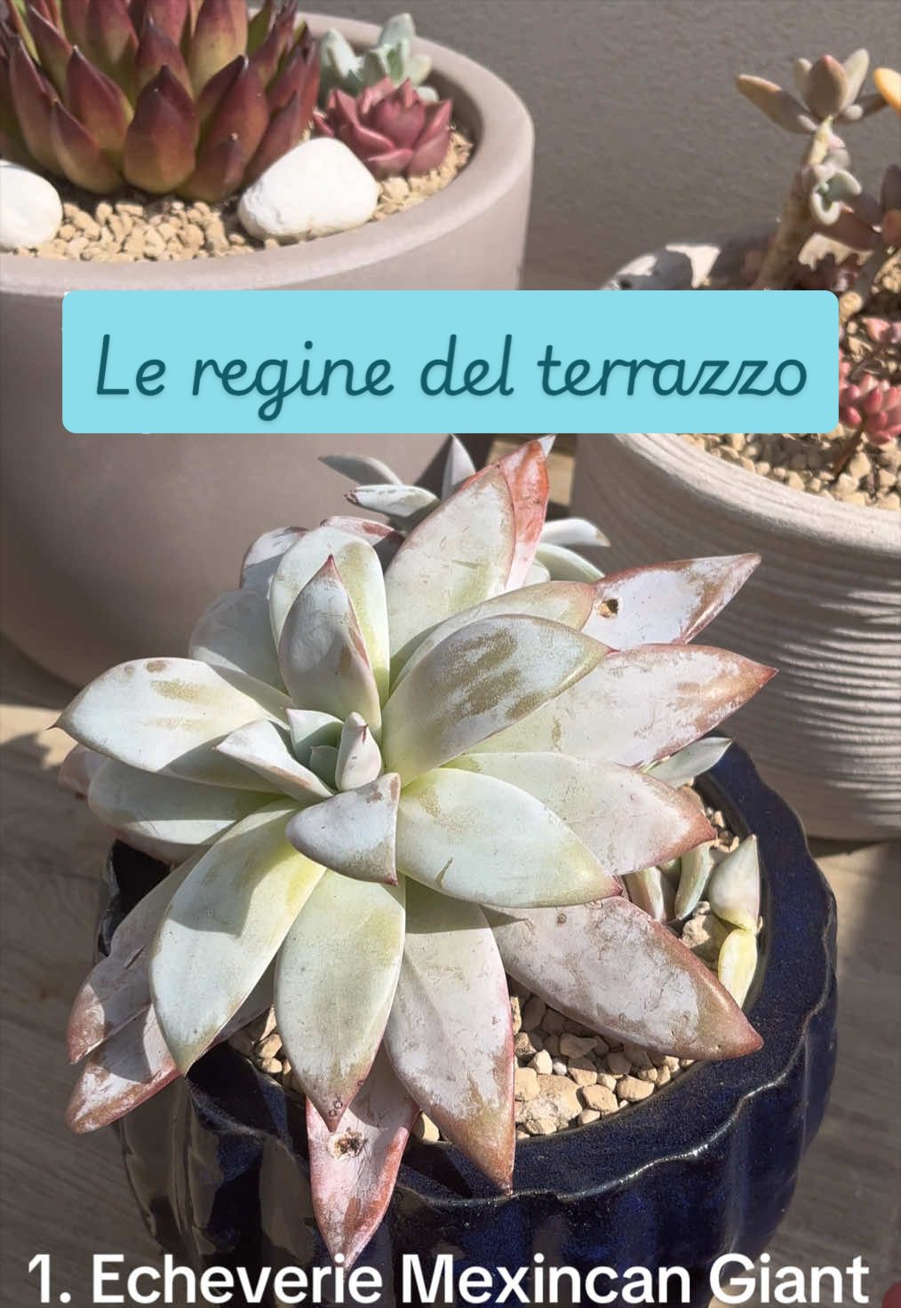 @piccole.spine.felici