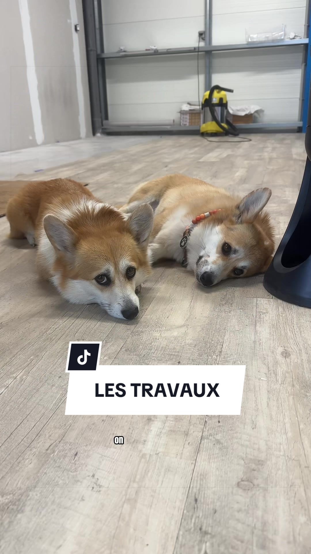 @Lemon 🍋 Corgi