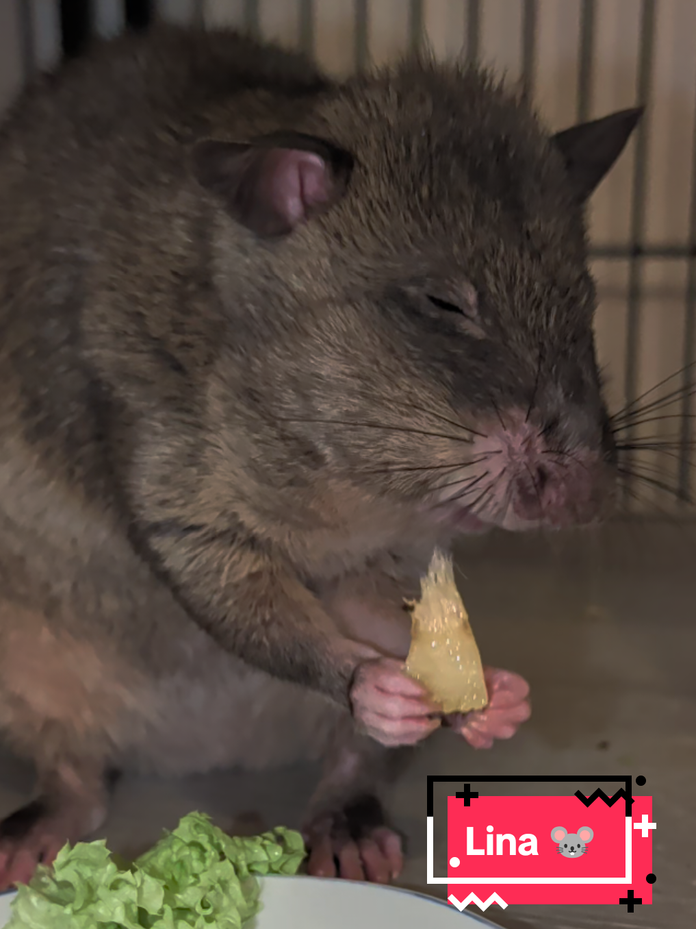 @Ratocalypse 🐀🤣🧀💥