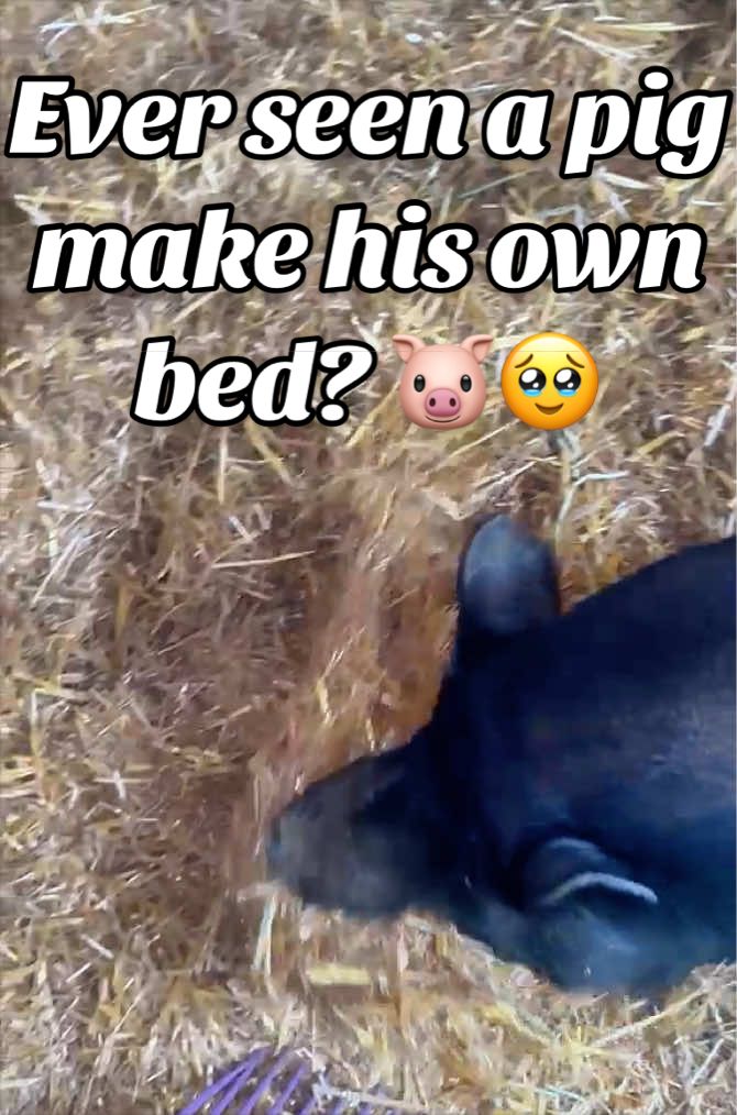 @AhimsaAnimalSanctuaryUK