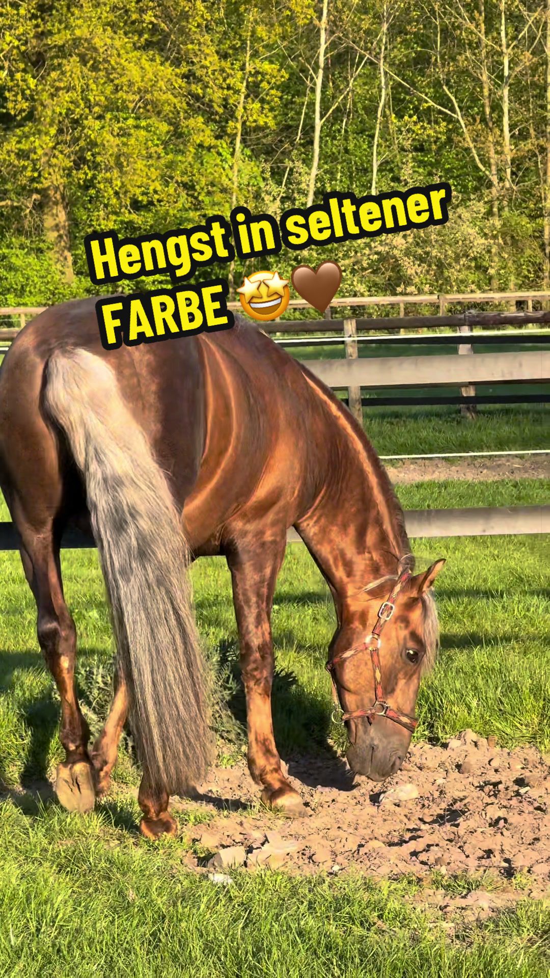 @Deckhengst_EstudiosoDeViñuela
