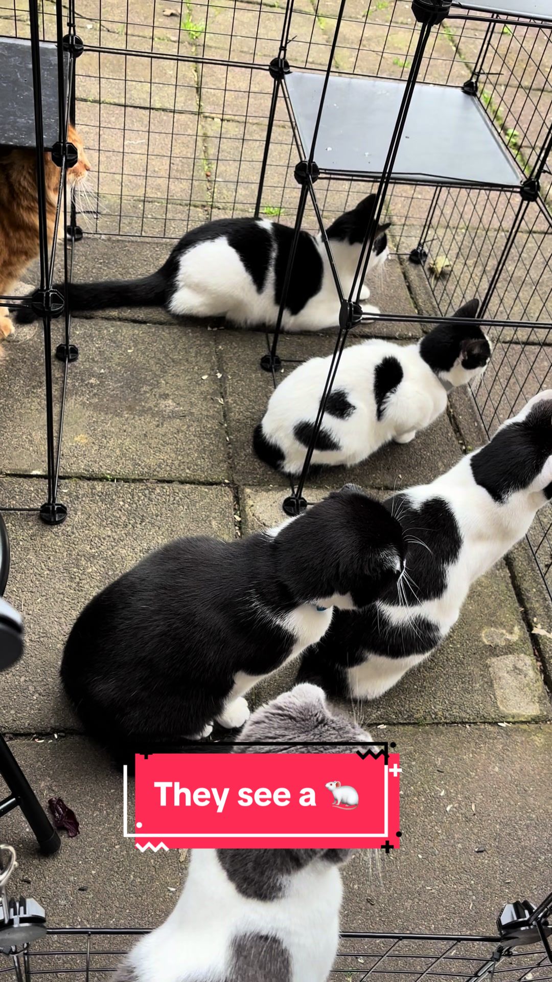 @9 cats and Nicola 🐾🐈🐈⬛🐾