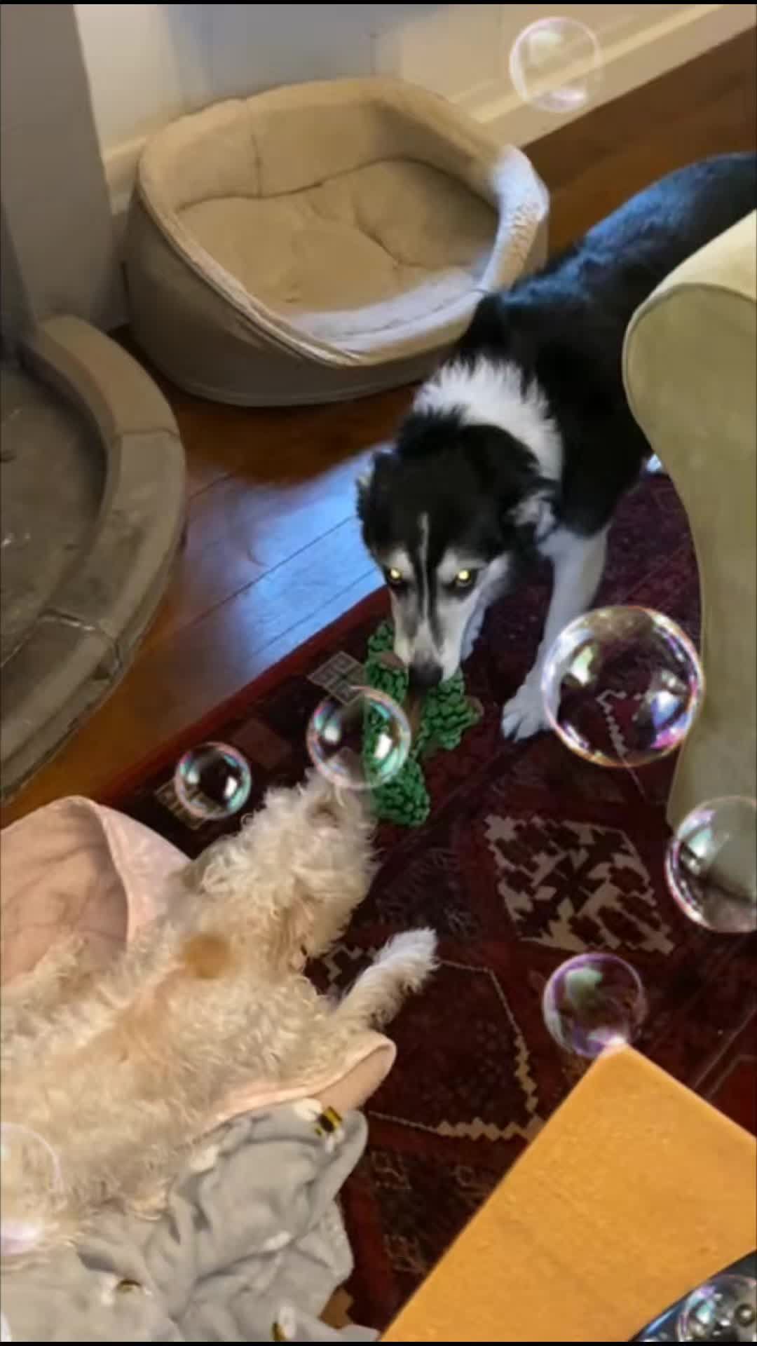@PixiePup