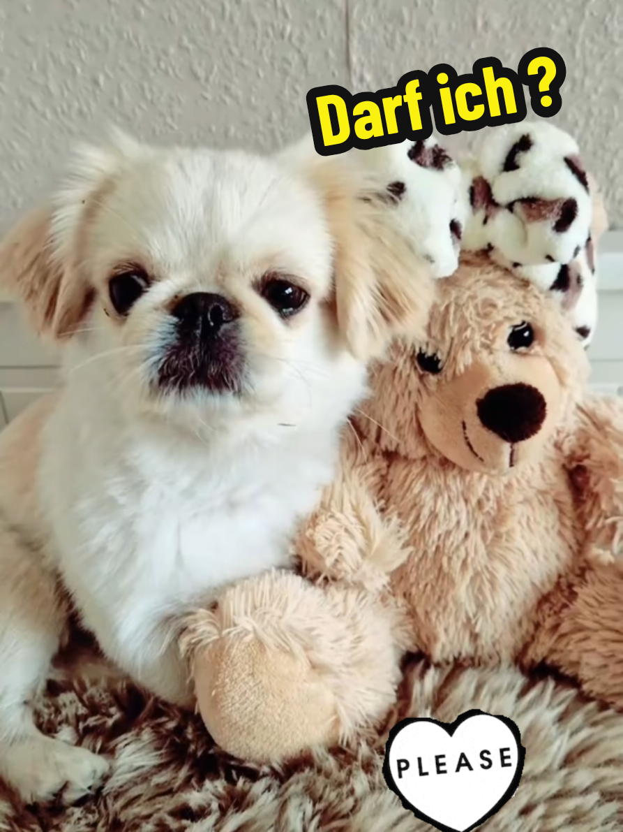 @🐶Cookie&Luna🐶Officiel