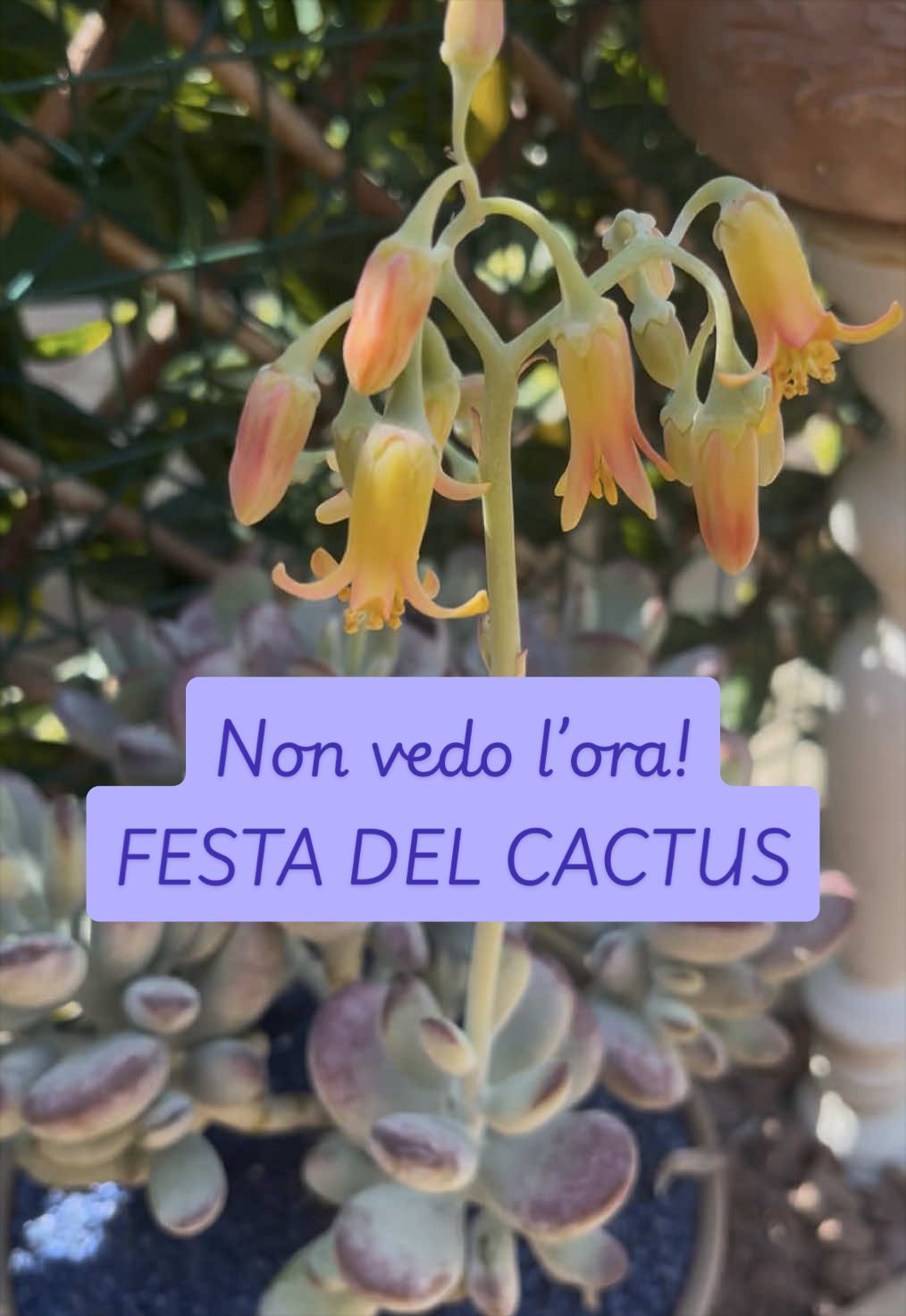 @piccole.spine.felici 🌵