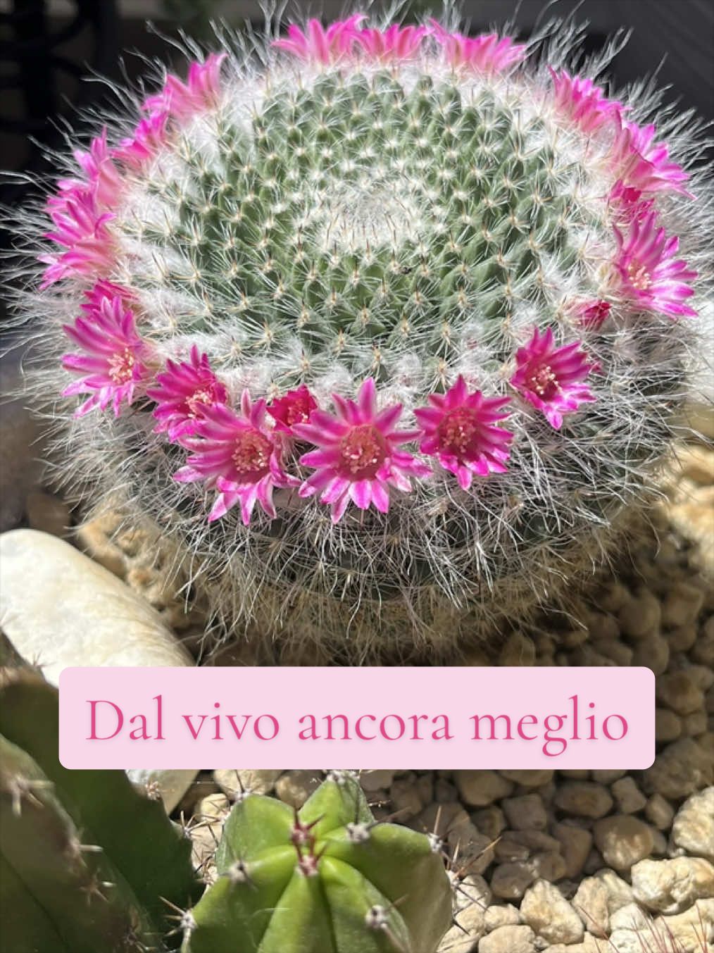 @piccole.spine.felici