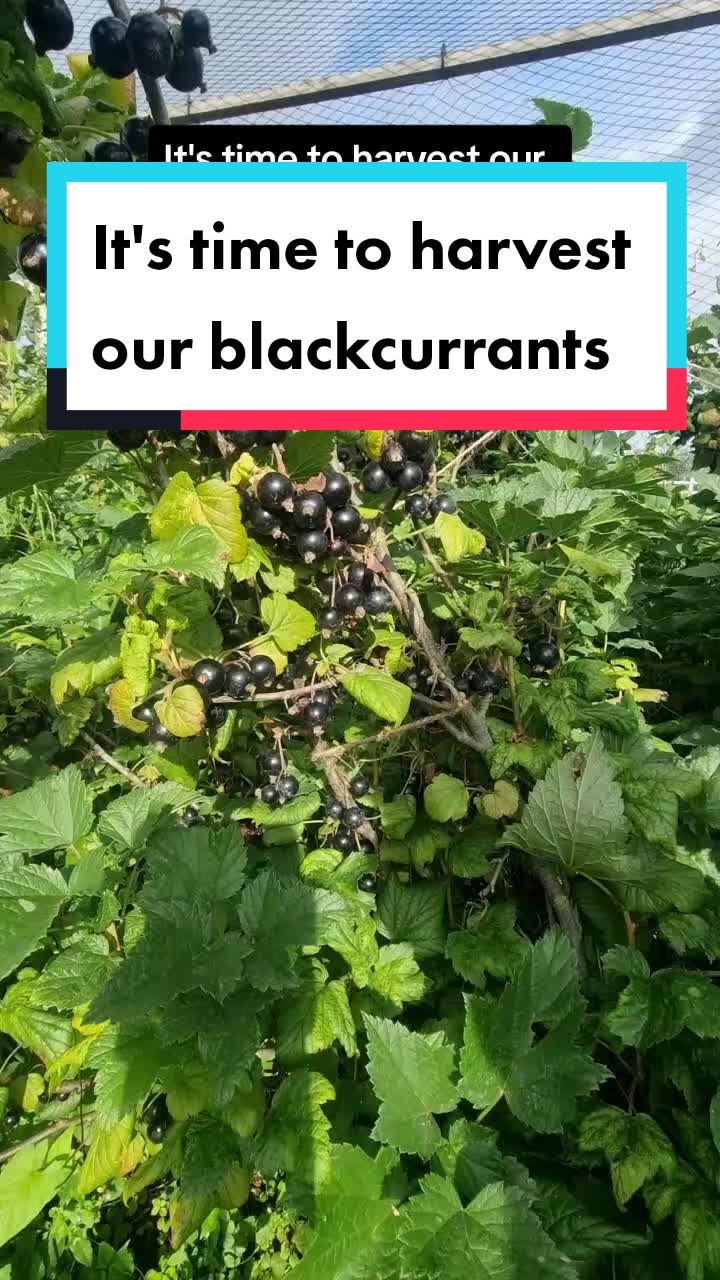@GrowFruitandVeg