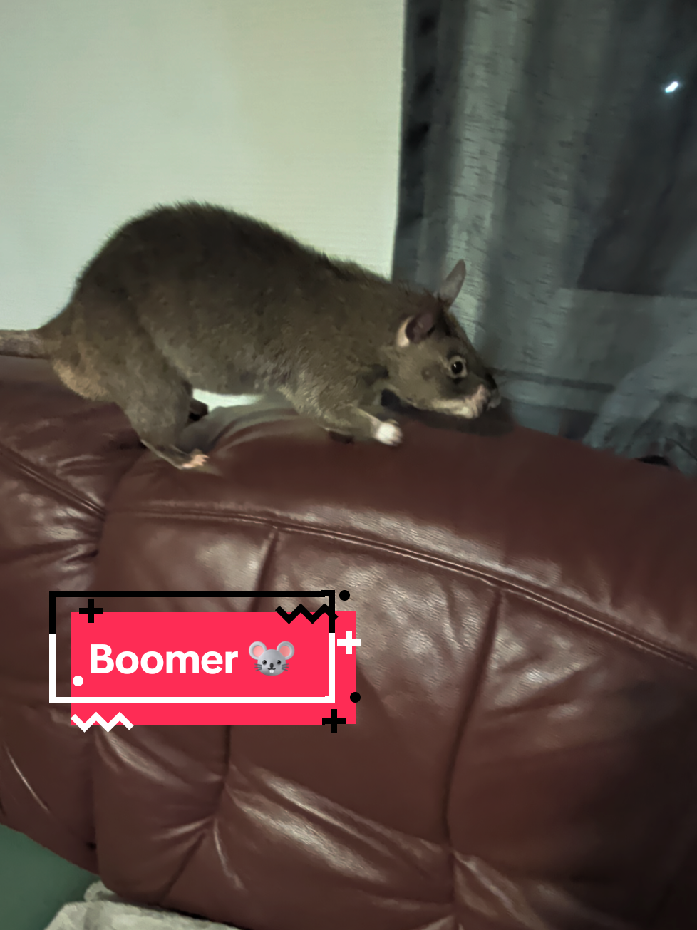 @Ratocalypse 🐀🤣🧀💥