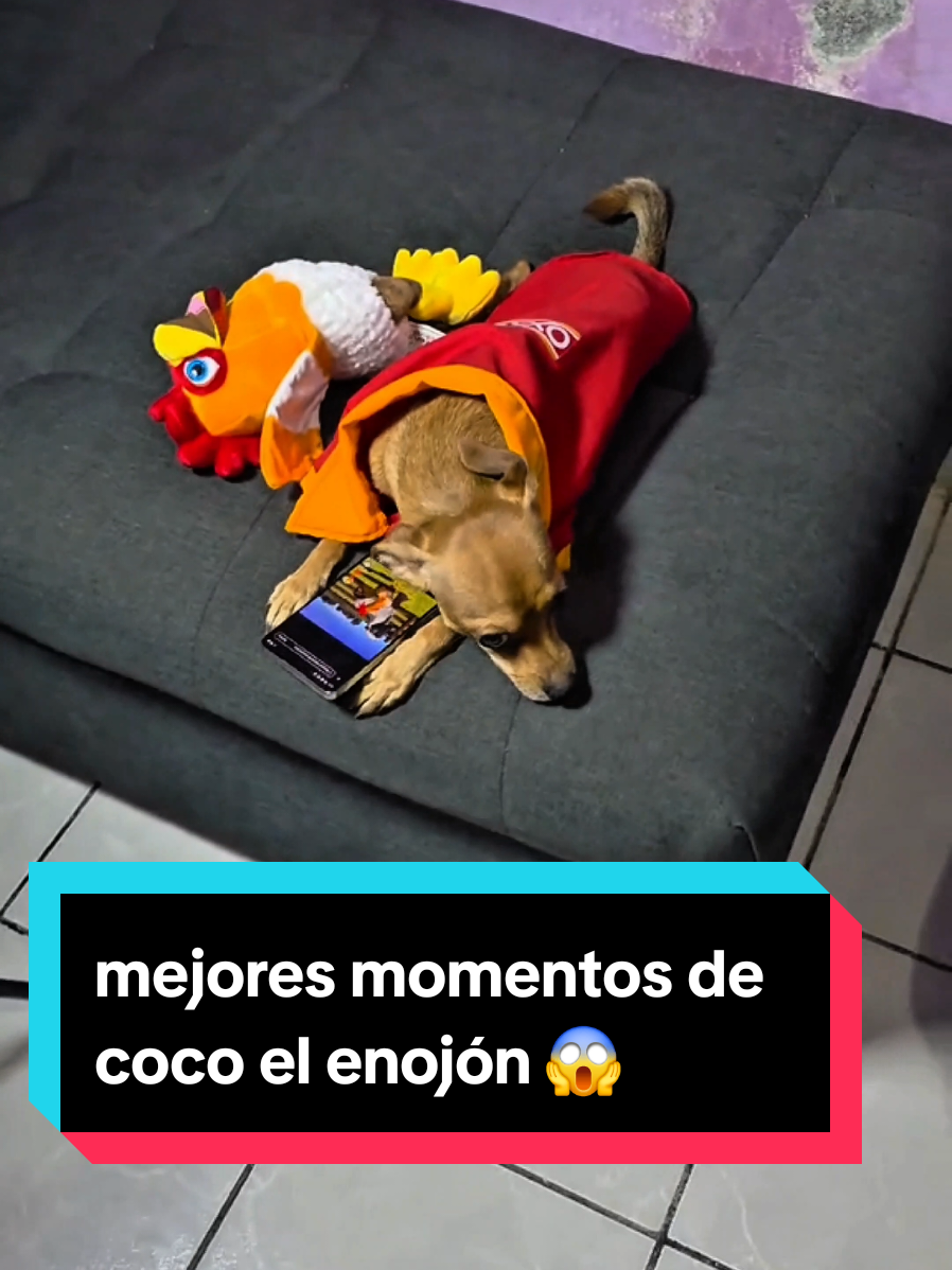 @coco el enoj&oacute;n 🐶 ❤️