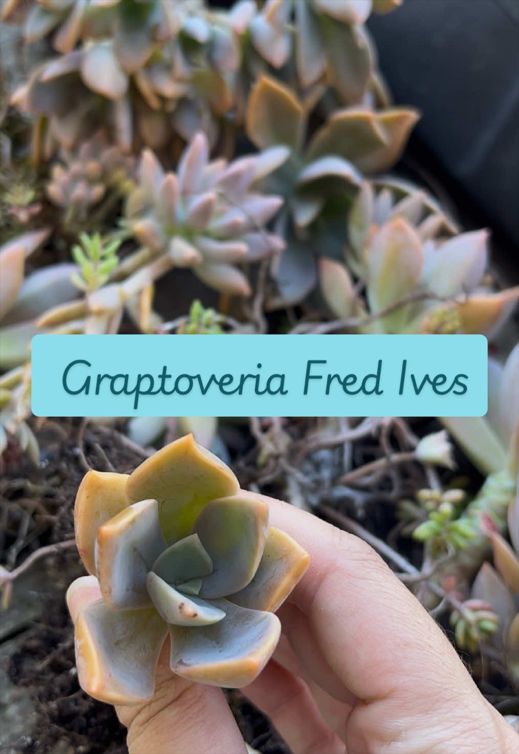 @piccole.spine.felici 🌵